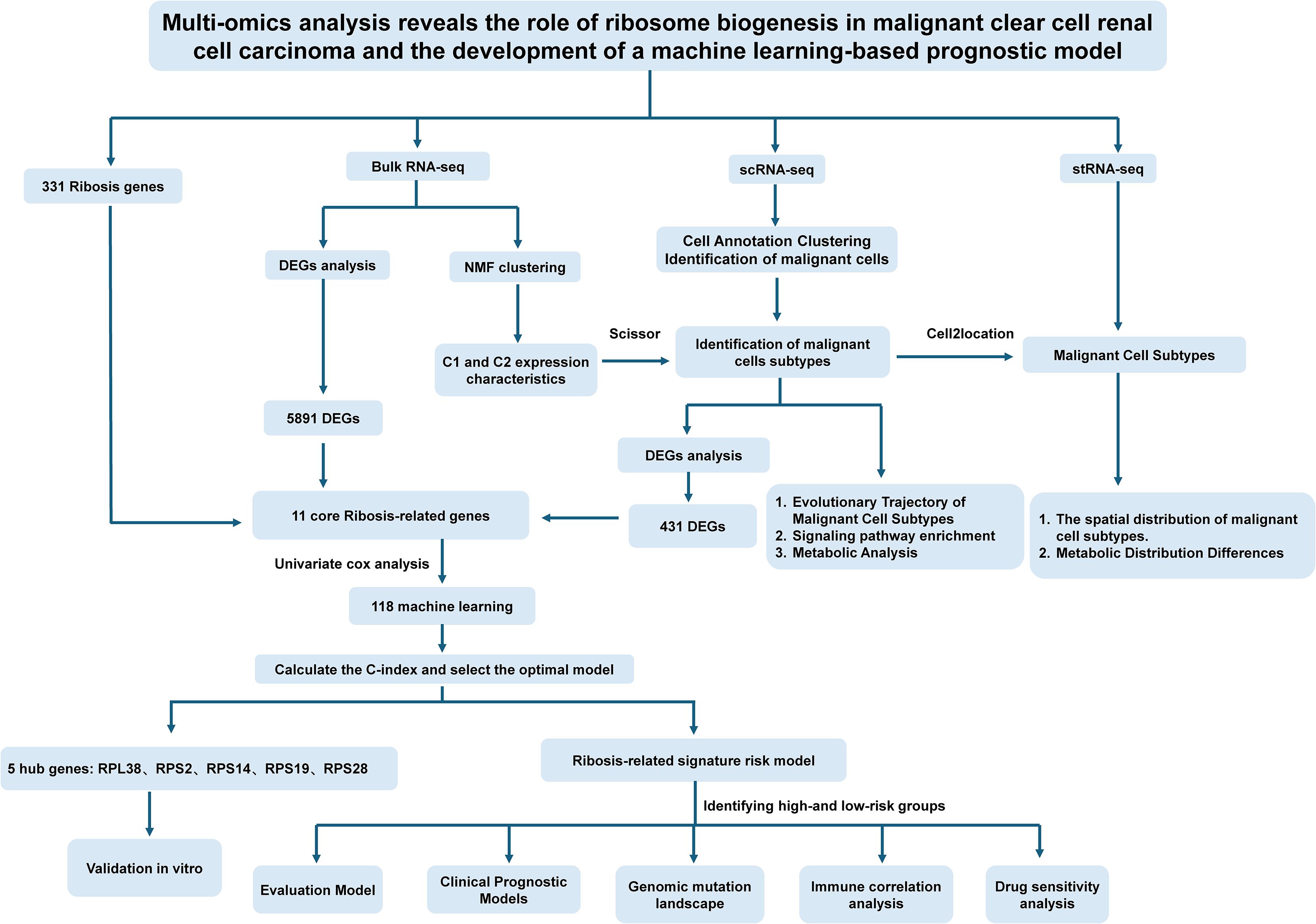 Flowchart detailing a multi-omics analysis process to study ribosome biogenesis in renal cell carcinoma. It includes RNA-seq methods, gene analysis, clustering, identification of cell subtypes, DEGs, machine learning, and creation of prognostic models. The analysis involves evaluating core ribosis-related genes, hub genes, and risk models for various assessments like mutation landscape, immune correlation, and drug sensitivity.
