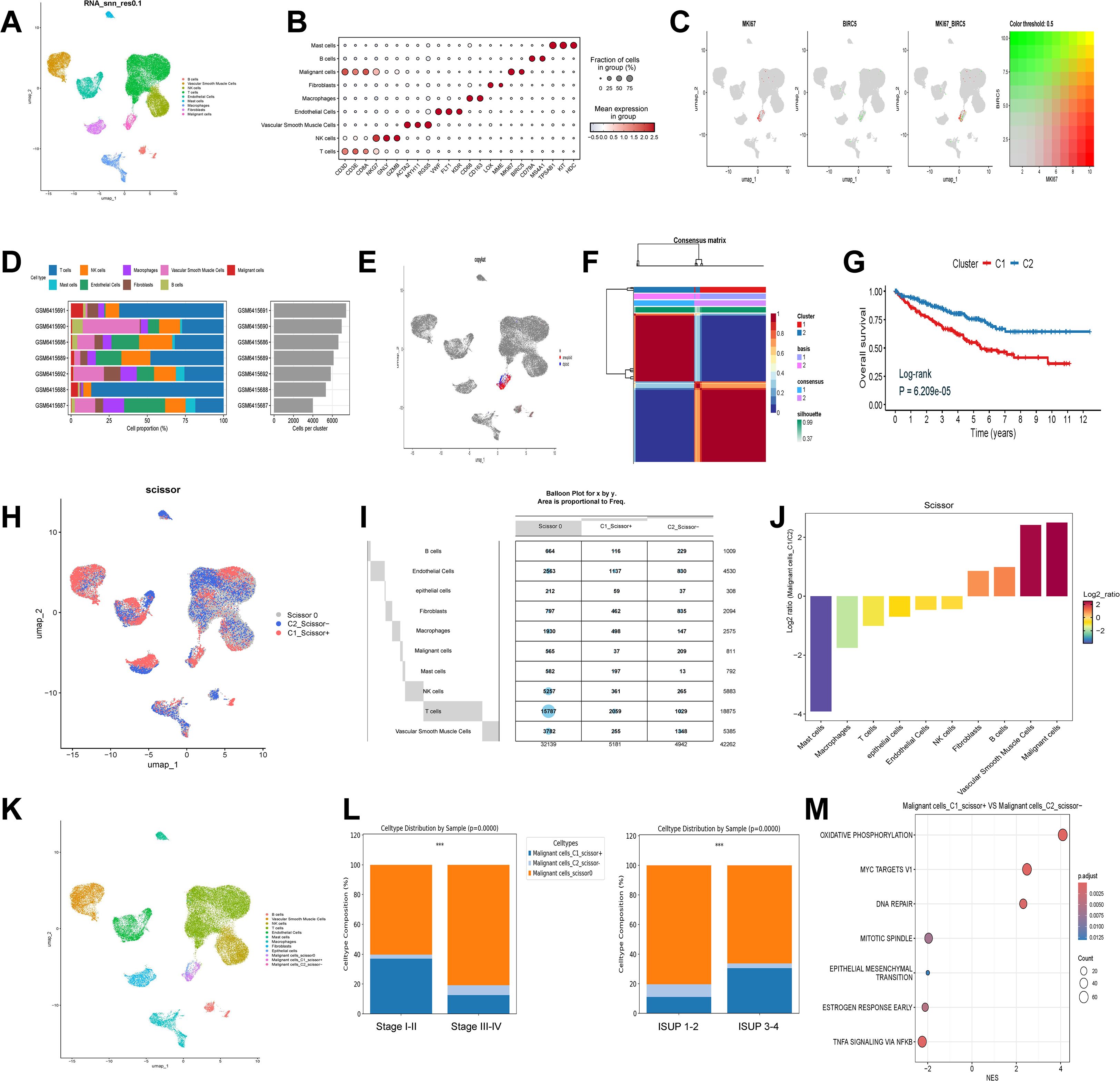 Composite image of various data visualizations related to RNA analysis. Panels include: A) a UMAP plot of cell clusters, B) a bubble plot showing gene expression, C) feature plots for specific genes, D) bar plots depicting cell type proportions, E) a UMAP plot highlighting specific cells, F) a consensus matrix heatmap, G) a Kaplan-Meier survival plot, H) another UMAP plot showing Scissor analysis, I) a table of cell types with proportions, J) a bar plot of differential expression, K) another UMAP plot with cell clusters, L) bar plots of cell type distribution across stages, and M) a dot plot for pathway enrichment analysis.