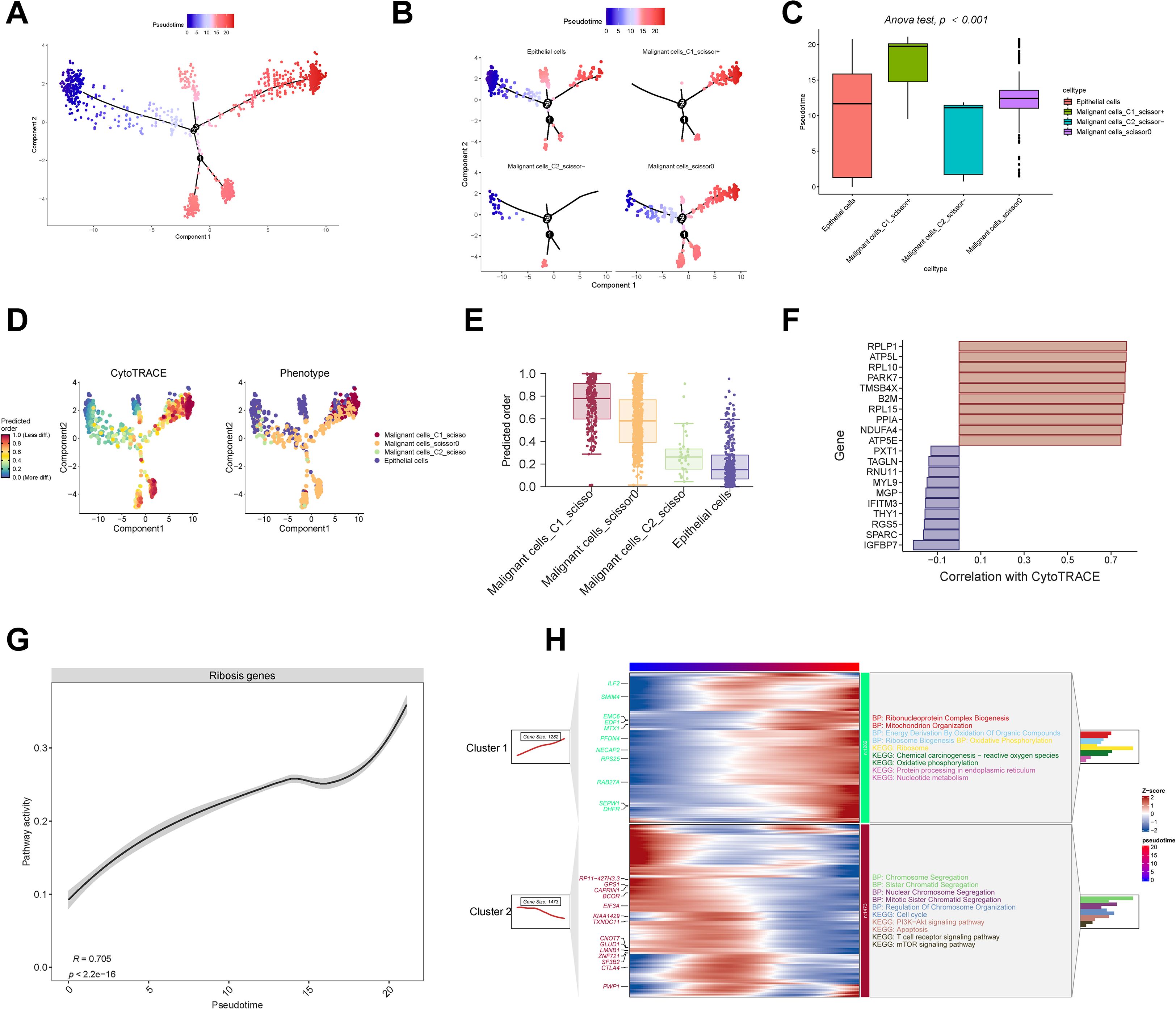 Graphical analysis depicting various cellular data visualizations in panels A to H. Panel A shows cell trajectory plots with pseudotime gradient. Panel B separates epithelial and malignant cells based on components. Panel C features a box plot comparing different cell types with a significant ANOVA test. Panel D includes CytoTRACE and phenotype visualization. Panel E presents predicted orders with box plots for cell subtypes. Panel F is a bar graph showing gene correlation with CytoTRACE. Panel G explores ribosis gene expression with pseudotime. Panel H displays a heatmap with cluster-specific gene expression and pathway enrichment annotations.