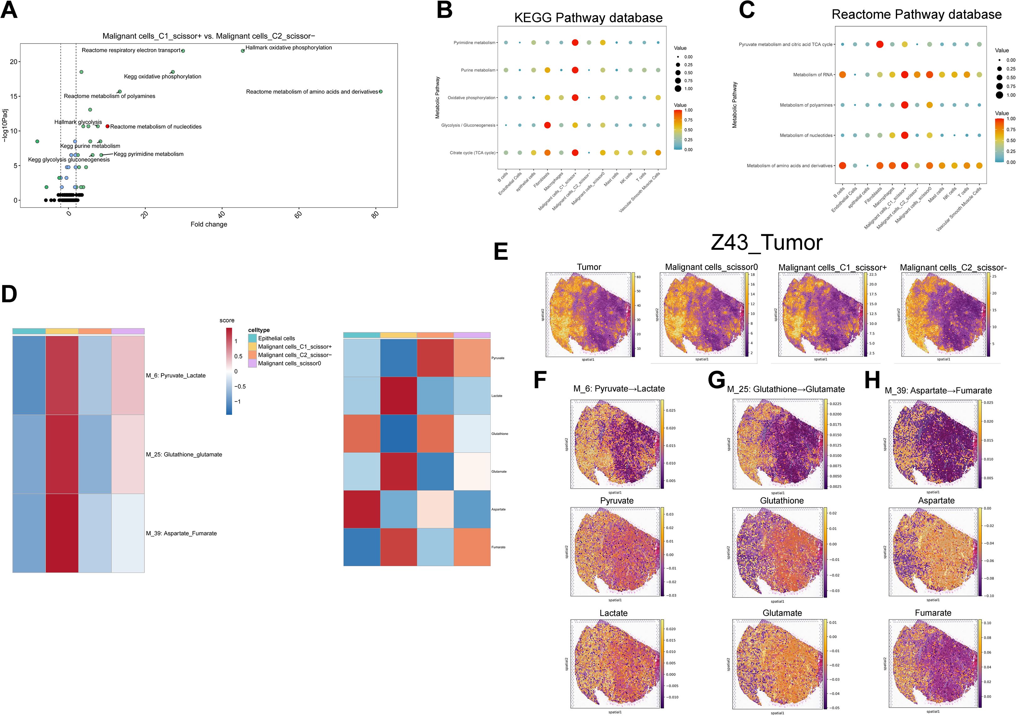The image contains multiple panels analyzing metabolic pathways and cell types. Panel A shows a volcano plot of metabolic pathways comparing malignant cell types. Panels B and C present dot plots of KEGG and Reactome pathway databases, highlighting significant pathways. Panel D displays heatmaps of metabolic scores for various cell types. Panel E shows spatial distribution maps of tumors and cell groups. Panels F, G, and H illustrate spatial maps for specific metabolic conversions, such as pyruvate-lactate, glutathione-glutamate, and aspartate-fumarate, with color gradients indicating concentrations.