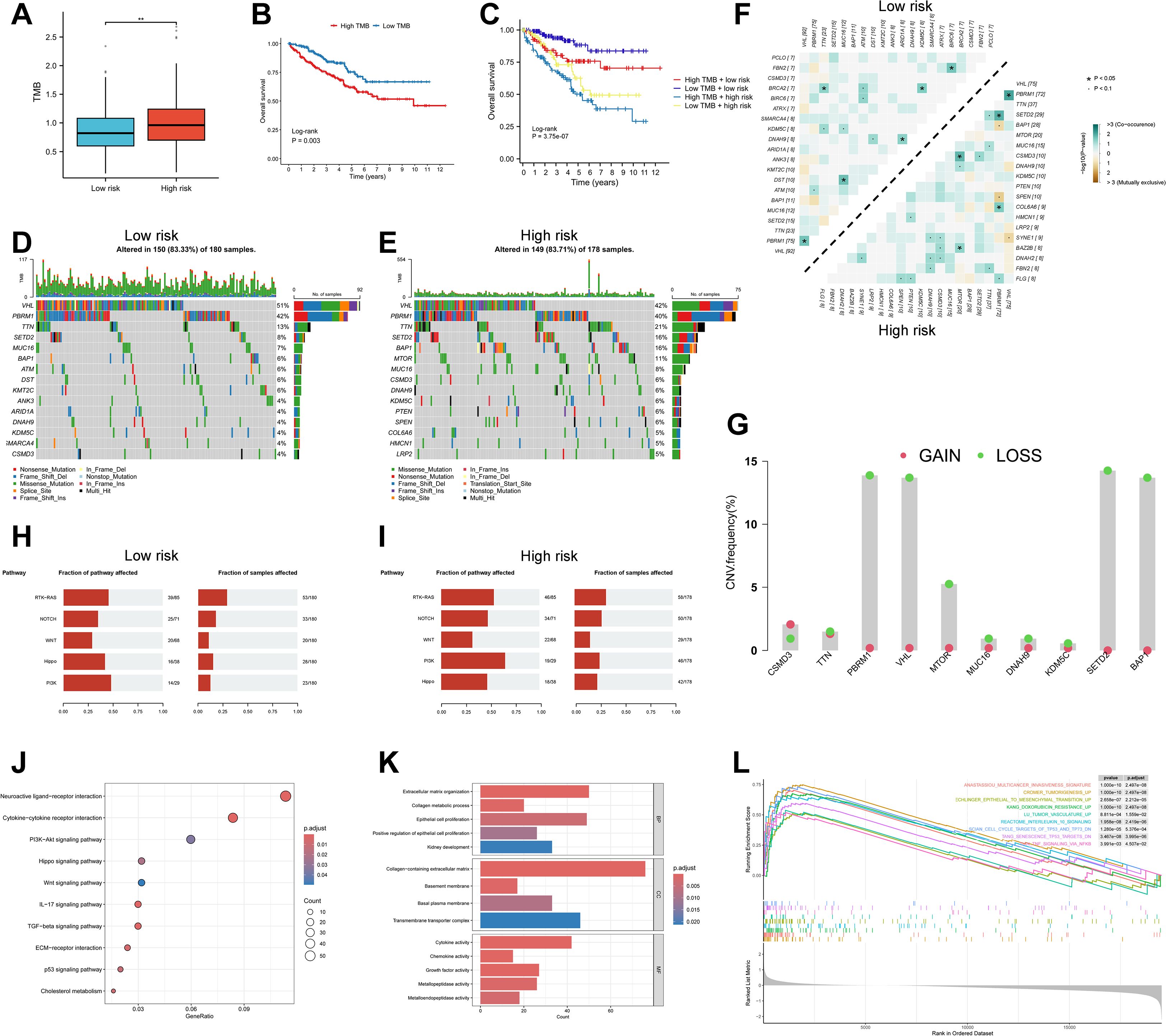 Multipanel diagram analyzing tumor mutation burden (TMB) and associated genetic features. Panels A, B, and C display boxplot and survival curves showing differences in TMB and patient outcomes by risk category. Panels D and E present mutation heatmaps for low and high-risk groups. Panel F is a correlation heatmap between mutations and risk categories. Panel G illustrates gene copy number variations. Panels H and I show bar graphs of pathway impact by risk. Panel J contains a bubble chart of enriched pathways, and Panel K provides a bar graph of gene set enrichment. Panel L is a line graph of gene set enrichment analysis results.