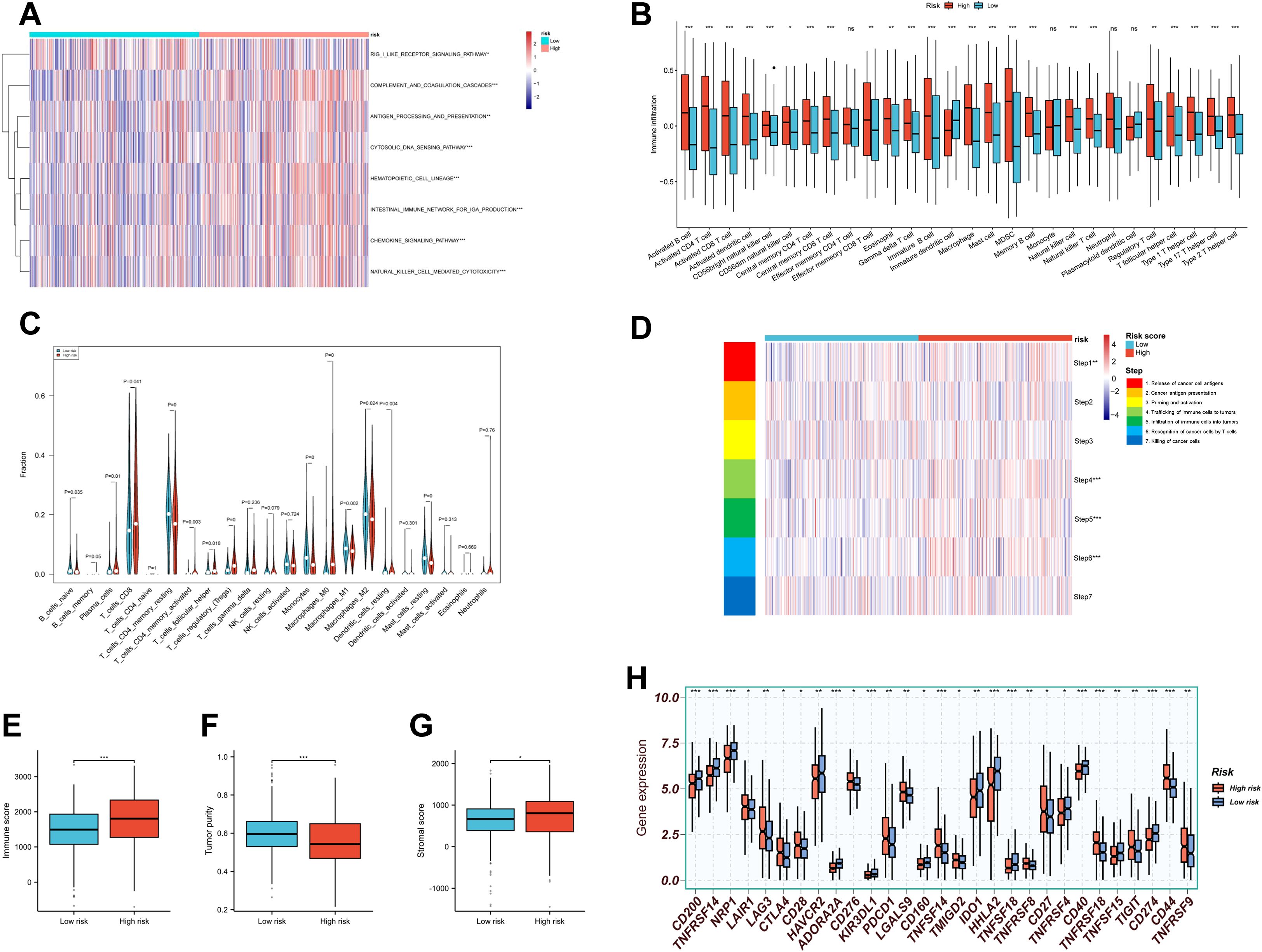 Image displaying multiple charts and graphs related to gene expression and risk assessment. Panel A is a heatmap showing gene signatures. Panel B is a boxplot displaying immune cell infiltration by risk category. Panel C presents violin plots for immune cell fractions. Panel D is a heatmap detailing process steps with associated risk scores. Panels E, F, and G are boxplots comparing immuno score, tumor purity, and stromal score, respectively, between low and high risk groups. Panel H is a boxplot illustrating gene expression levels across risk categories.