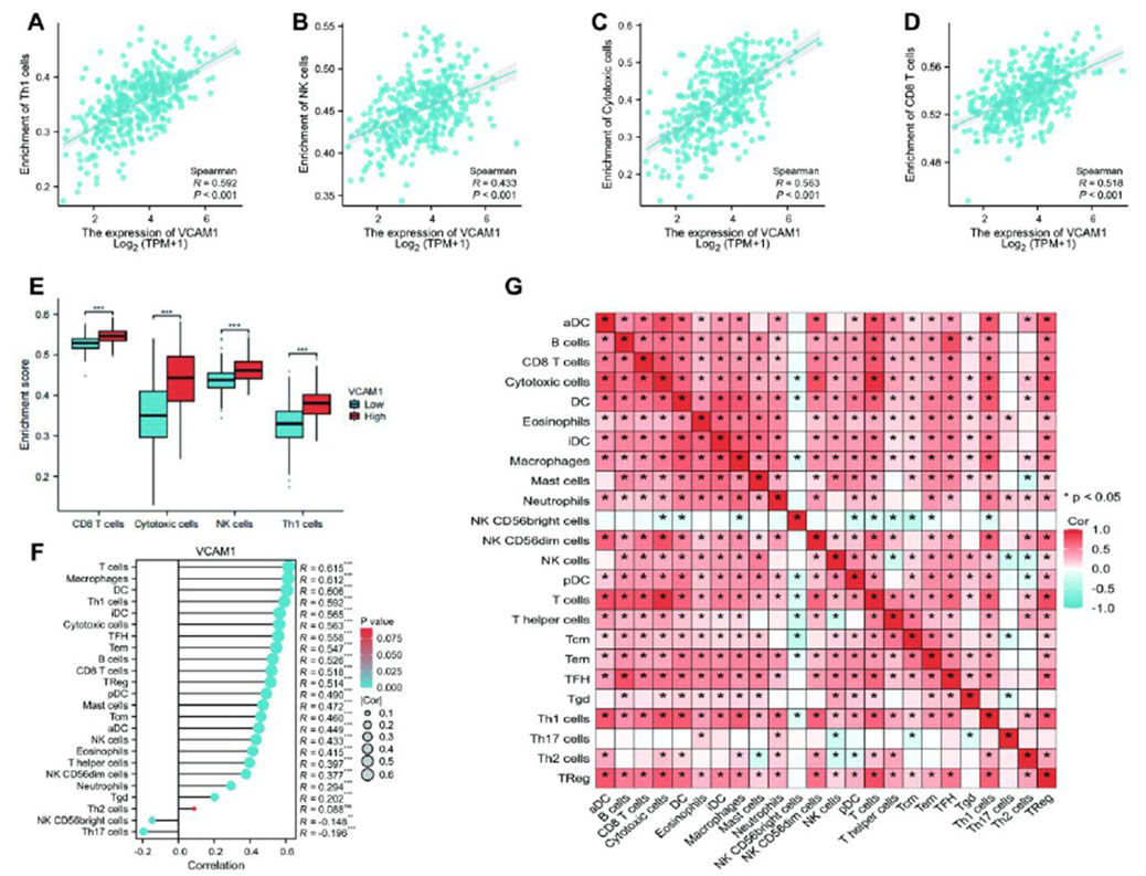 Scatter plots (A-D) show positive correlations between VCAM1 expression and enrichment of Th1, NK, cytotoxic, and CD8 T cells with significant Spearman R values. Boxplot (E) compares high and low VCAM1 levels with cell type enrichment, showing statistical significance. A line graph (F) ranks cell types by VCAM1 correlation strength. A heatmap (G) displays correlation coefficients between various cell types and other variables, with color indicating correlation strength and significance marked by asterisks.