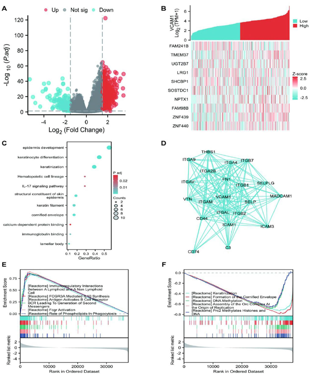 Composite image featuring multiple panels of scientific data: Panel A shows a volcano plot with fold change and significance of genes, categorized by color for upregulated, not significant, and downregulated. Panel B presents a heatmap and bar graph for gene expression; colors denote low to high expression. Panel C depicts a dot plot of pathways with varying significance and gene ratio. Panel D illustrates a network analysis of protein interactions. Panels E and F display enrichment plots for gene sets, showing enrichment score versus rank in dataset.