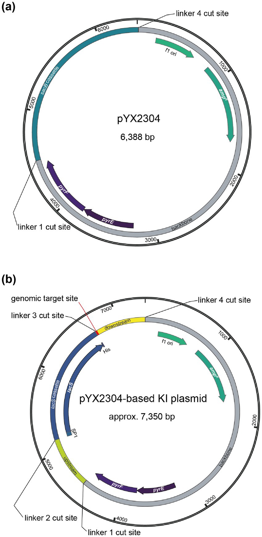 Diagram (a) displays a circular pYX2304 plasmid of 6,388 base pairs, highlighting linker 1 and 4 cut sites, sacB cassette, f1 origin, and ampR. Diagram (b) shows a pYX2304-based knock-in (KI) plasmid, approximately 7,350 base pairs, with genomic target site, linker cut sites, lacS cassette, upstream and downstream regions, and similar elements as in (a).
