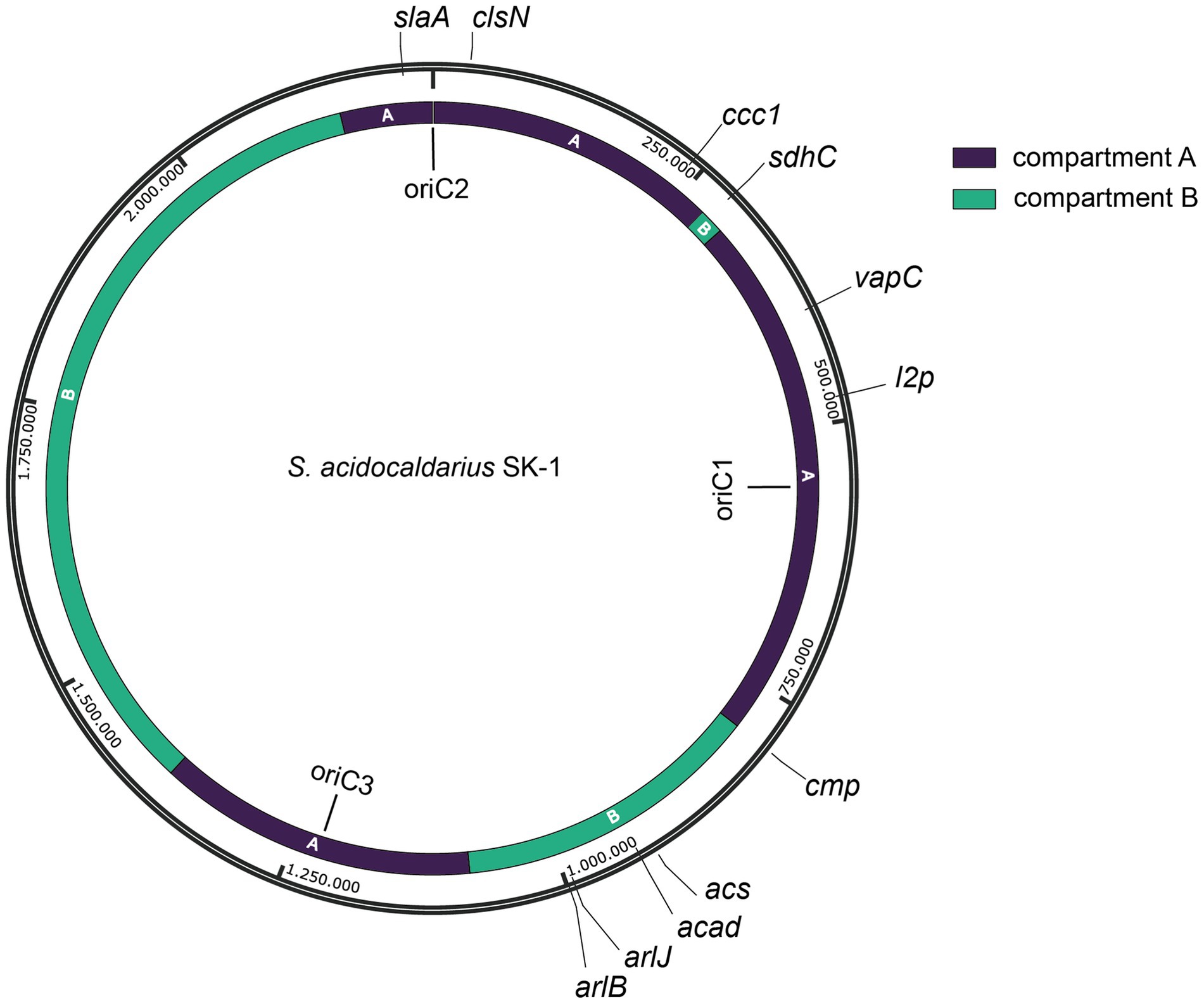 Circular genome map of *S. acidocaldarius* SK-1 featuring two colored compartments: purple for compartment A and teal for compartment B. Key markers include oriC1, oriC2, and oriC3. Various gene labels such as slaA, clsN, sdhC, and others are positioned around the circle. Scale is shown with milestones at 250,000 intervals.