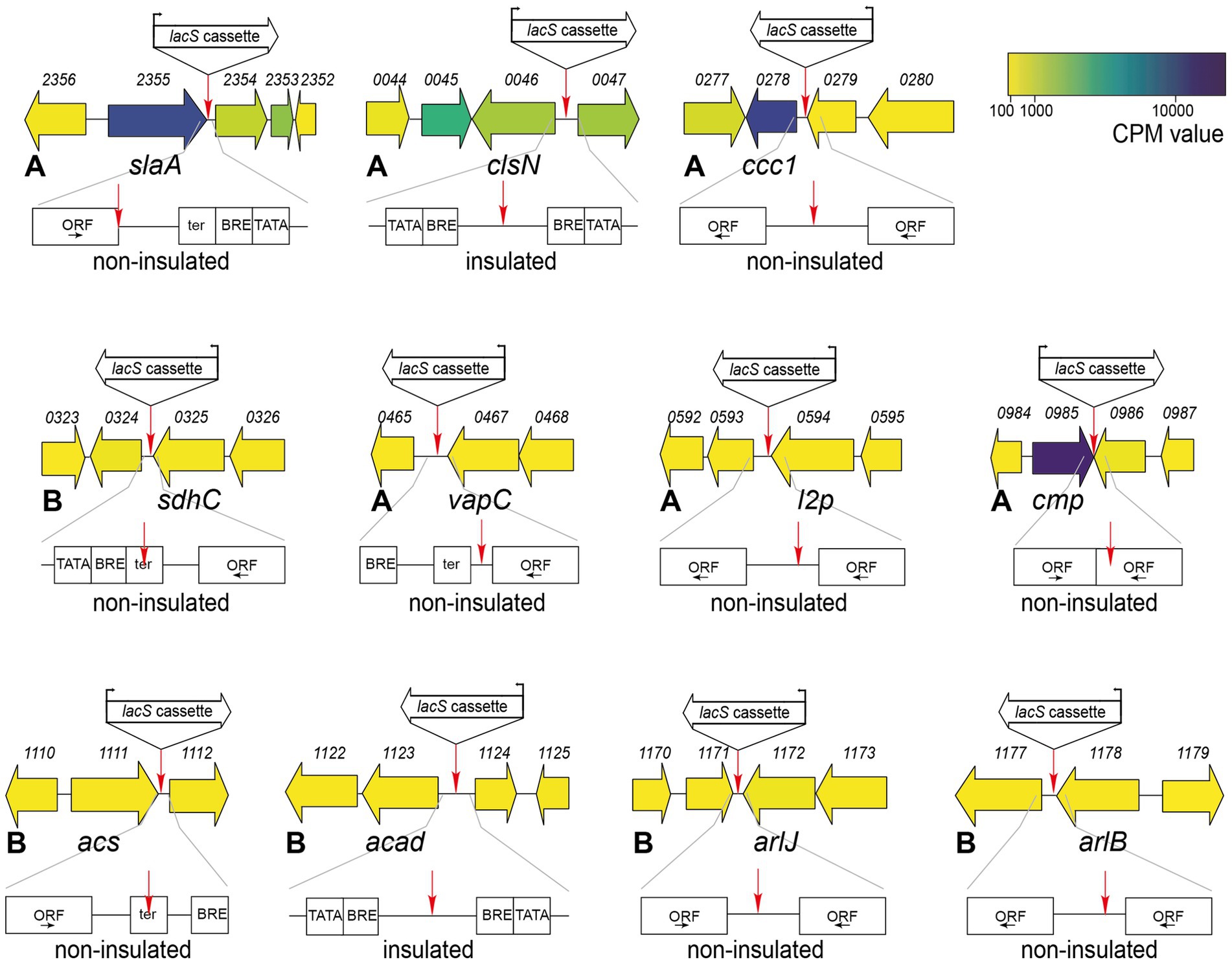 Diagram showing schematic representations of genomic regions with lacS cassettes, annotated with labels like