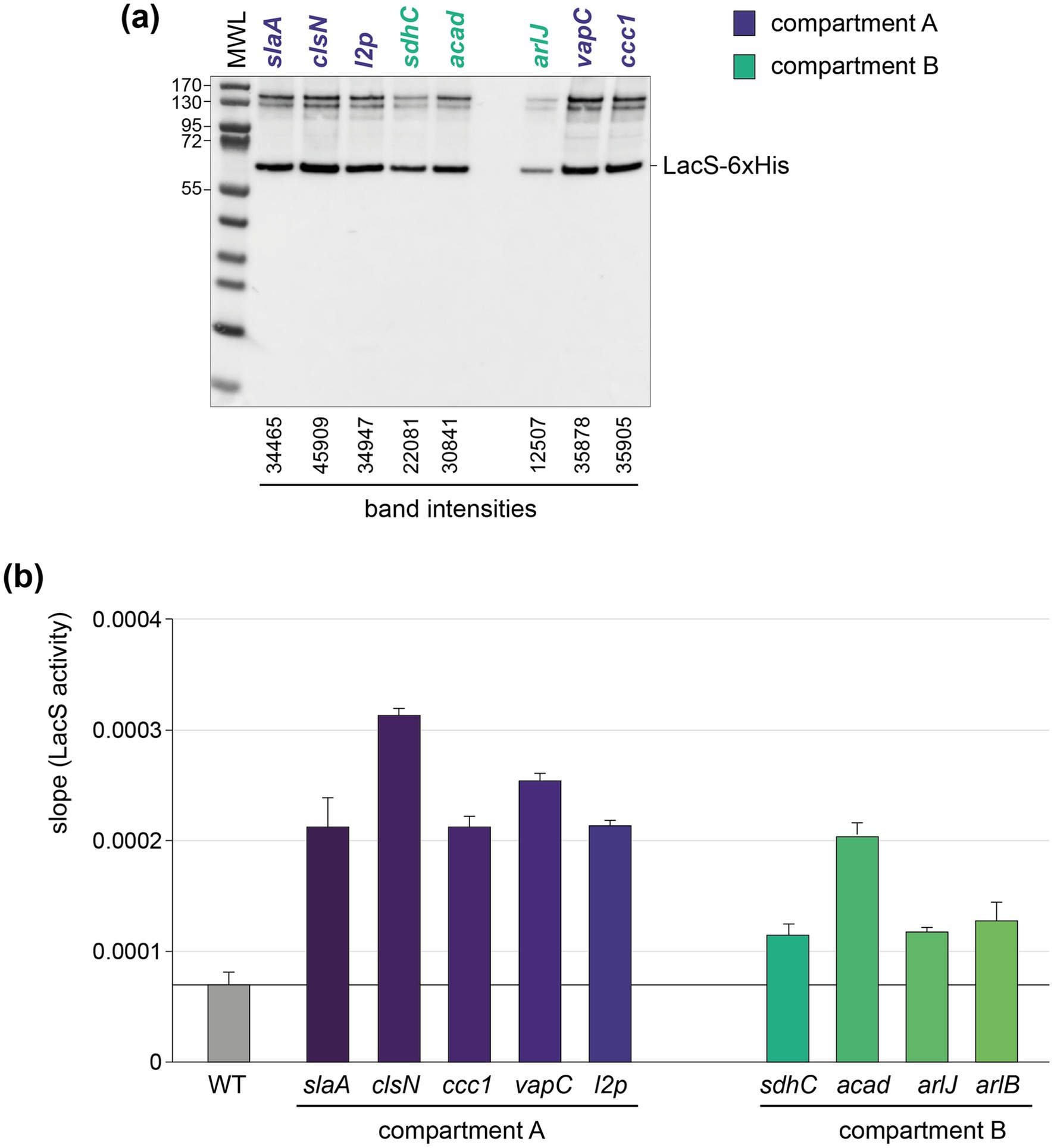 Gel electrophoresis and bar graph comparison. (a) Gel electrophoresis of proteins with labeled lanes: slaA, clsN, l2p, sdhC, acad, arlJ, vapC, ccc1. Molecular weight markers (MWL) on the left. Band intensities are indicated below each lane.(b) Bar graph showing LacS activity by slope value for wild type (WT) and various compartments: A (purple) and B (green). Compartments include slaA, clsN, ccc1, vapC, l2p for A, and sdhC, acad, arlJ, arlB for B. Error bars denote variability.