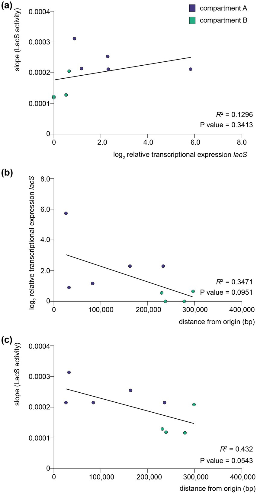 Scatter plots analyzing relationships in transcriptional data. (a) Plot of slope (LacS activity) against log2 relative transcriptional expression (lacS) with a slight positive correlation (R² = 0.1296, P = 0.3413). Compartment A is marked in purple, B in green.(b) Plot of log2 relative transcriptional expression (lacS) against distance from origin, showing a negative correlation (R² = 0.3471, P = 0.0951).(c) Plot of slope (LacS activity) against distance from origin, indicating a stronger negative correlation (R² = 0.432, P = 0.0543).