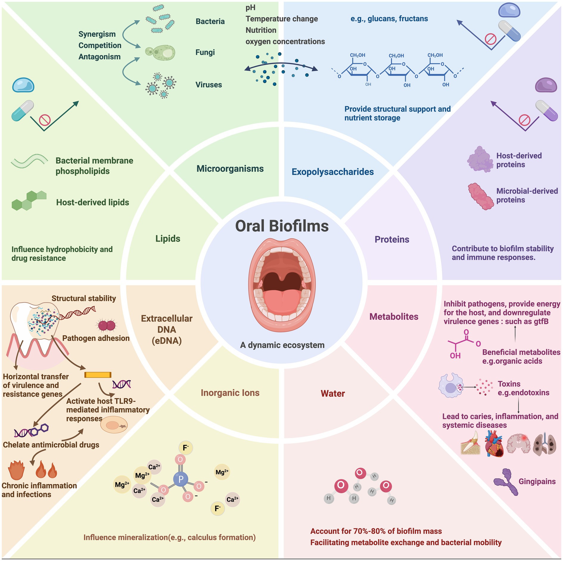 Infographic illustrating the components and dynamics of oral biofilms. Central image of an open mouth, surrounded by sections detailing: microorganisms (bacteria, fungi, viruses), exopolysaccharides (structural support), proteins (stability and immune responses), metabolites (pathogen inhibition), water (biofilm mass and mobility), inorganic ions (mineralization), extracellular DNA (pathogen adhesion), and lipids (hydrophobicity and resistance). Arrows indicate processes like competition, antigenism, synergy, and gene transfer. Each section highlights specific roles and processes contributing to the biofilm's dynamic ecosystem.