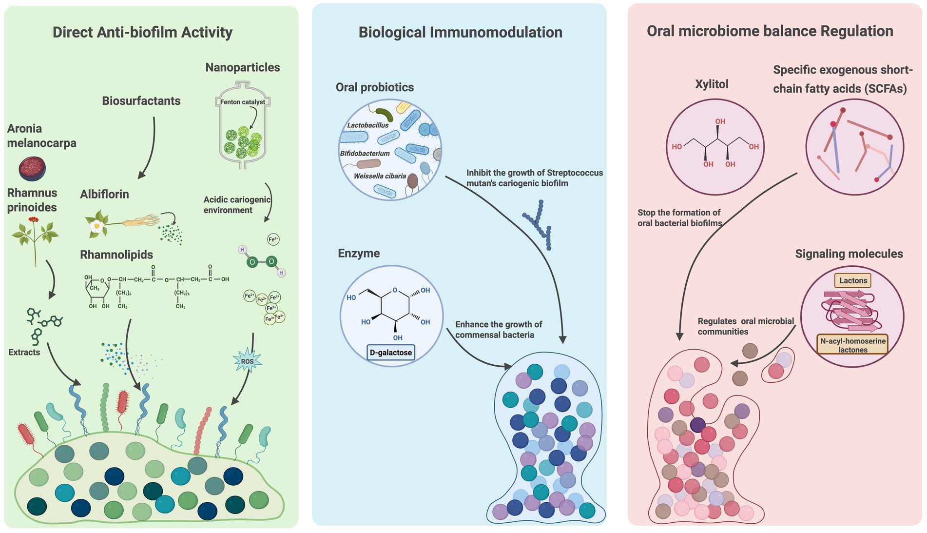 Illustration explaining methods to reduce oral biofilm via three processes: Direct Anti-biofilm Activity using biosurfactants and nanoparticles; Biological Immunomodulation with oral probiotics and enzymes; Oral Microbiome Balance Regulation using xylitol, short-chain fatty acids, and signaling molecules. Each process is depicted with diagrams showing their interactions with oral bacteria.