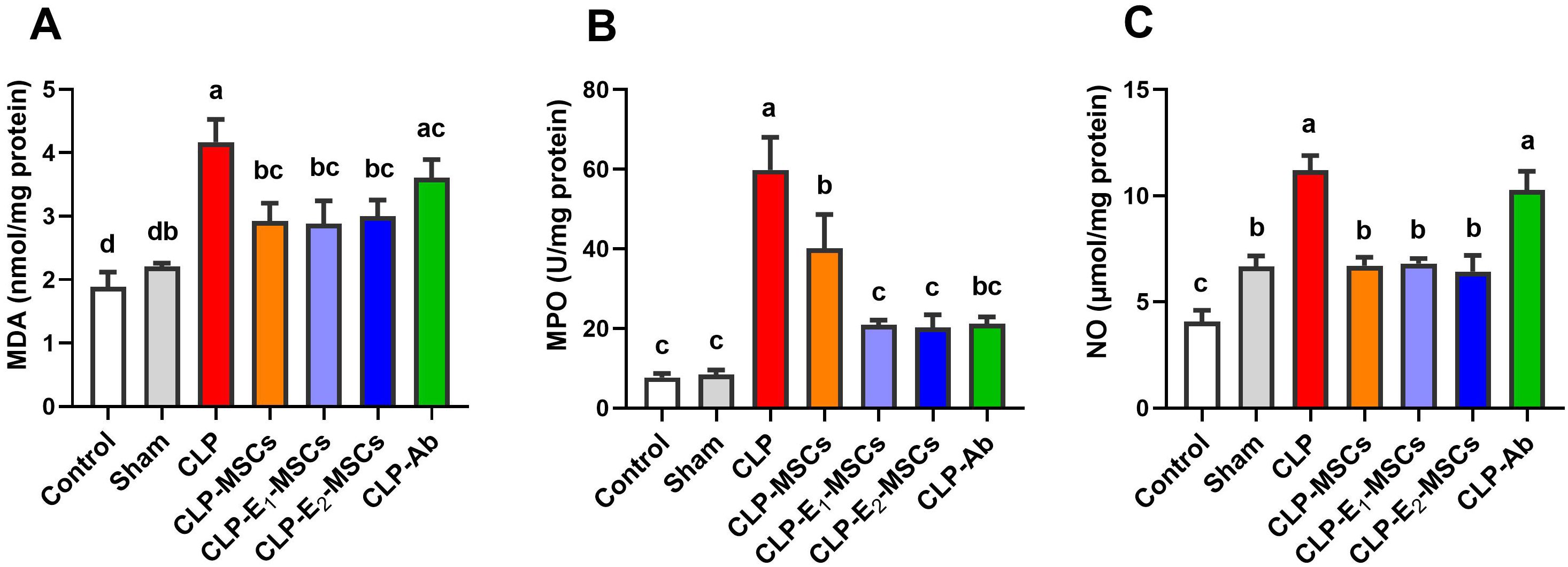 Bar charts illustrating levels of MDA (A), MPO (B), and NO (C) across eight groups: Control, Sham, CLP, CLP-MSCs, CLP-E₁-MSCs, CLP-E₂-MSCs, CLP-Ab. MDA is highest in CLP; MPO peaks in CLP; NO is highest in CLP and CLP-Ab. Notable differences are indicated by letter annotations.