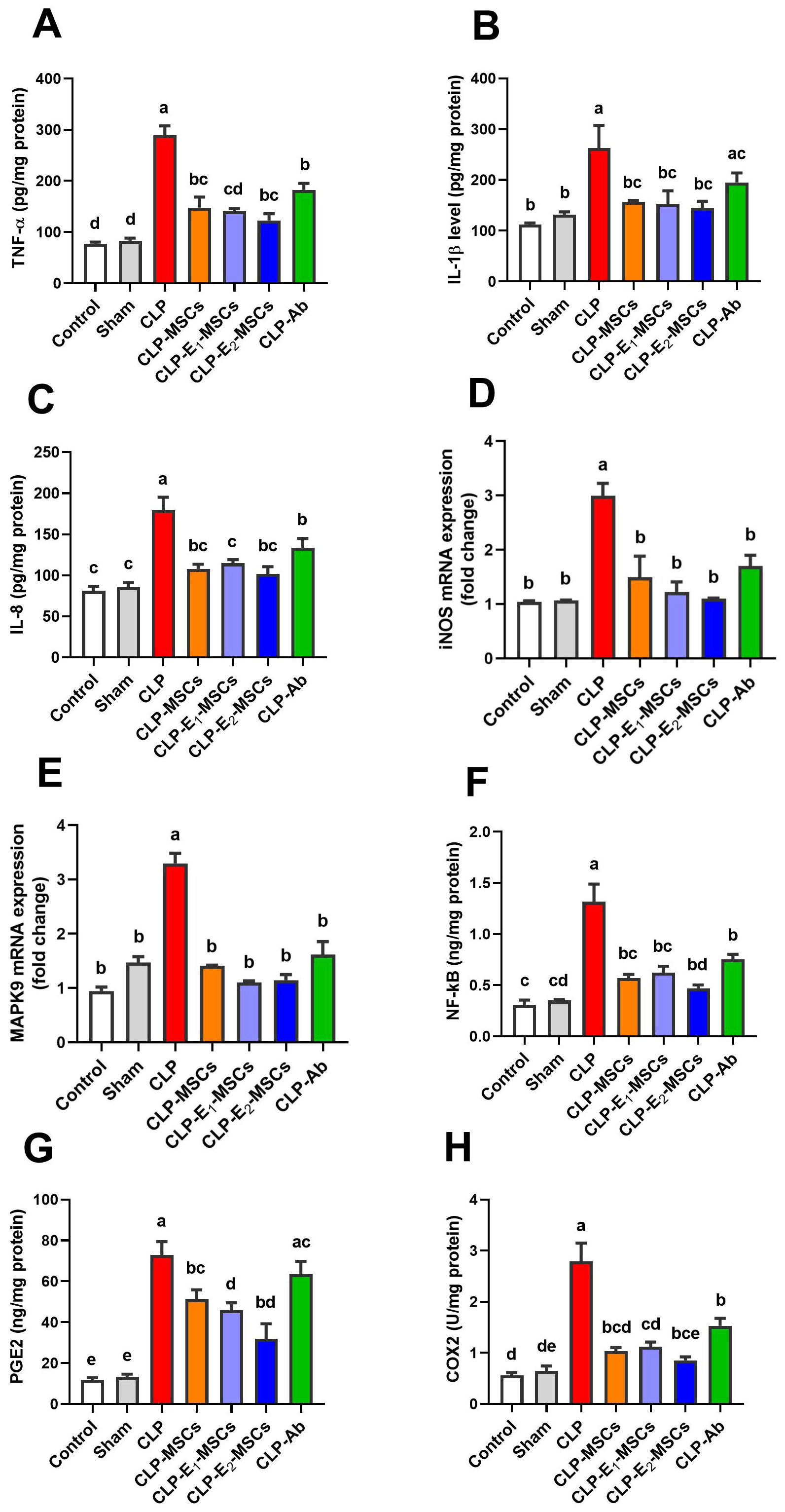 Grouped image of eight bar charts labeled A to H, comparing levels of various proteins or mRNA expressions across different conditions: Control, Sham, CLP, CLP combined with MSCs, IL-MSCs, E2-MSCs, and CLP-Ab. Each chart shows distinct data trends, indicated by different bar heights and color codes, with letters denoting statistical groups. Charts detail levels of TNF-alpha, IL-1beta, IL-8, iNOS mRNA, MAPKPK2 mRNA, NF-kB, PGE2, and COX2.