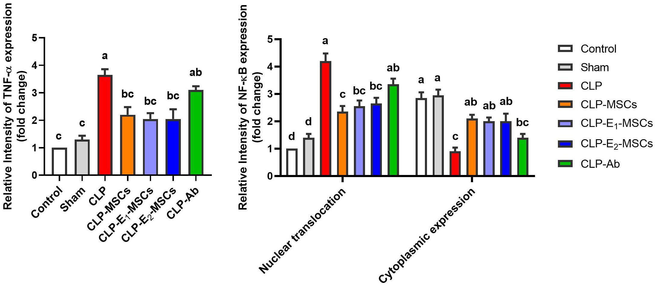 Bar graphs comparing the relative intensity of TNF-α and NF-κB expression across different groups: Control, Sham, CLP, CLP-MSCs, CLP-E1-MSCs, CLP-E2-MSCs, and CLP-Ab. Each group is represented by different colored bars. The graphs indicate significant differences with letter annotations among groups.