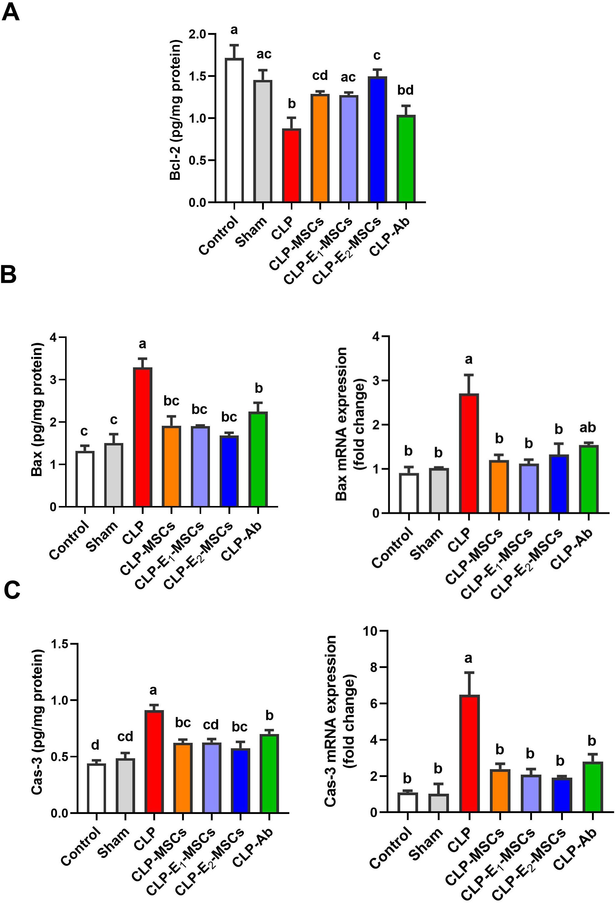 Bar graphs display protein and mRNA expression levels under various conditions. Graph A shows BCL2 levels; Graph B depicts BAX protein and mRNA expression; Graph C illustrates CASP3 protein and mRNA levels. Different treatments are compared: Control, Sham, CLP, CLP with MSCs, CLP with E1 and E2 MSCs, and CLP with antibiotics. Bars are labeled with different letters indicating statistical significance between groups. Error bars represent variability.