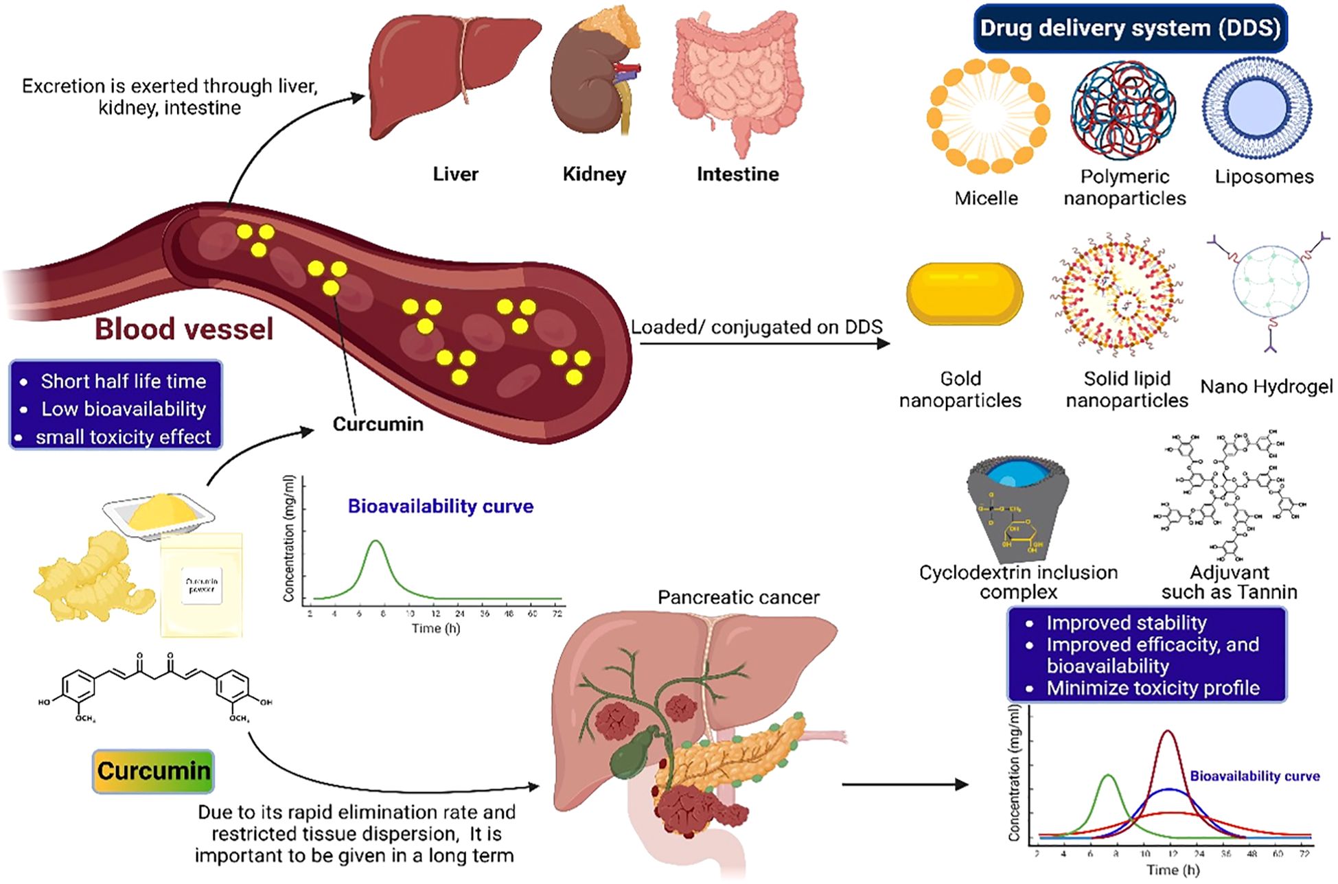 Diagram illustrating curcumin delivery via a drug delivery system (DDS). Top left shows the liver, kidney, and intestine involved in excretion. Below, curcumin's presence in blood vessels and its short half-life and low bioavailability are highlighted. Drug delivery methods include micelles, polymeric nanoparticles, liposomes, gold nanoparticles, solid lipid nanoparticles, and nano hydrogels. Curcumin's structure and its use for pancreatic cancer are shown. Cyclodextrin inclusion and adjuvant tannin improve stability, efficacy, and bioavailability. Bioavailability curves demonstrate the concentration over time for various methods.