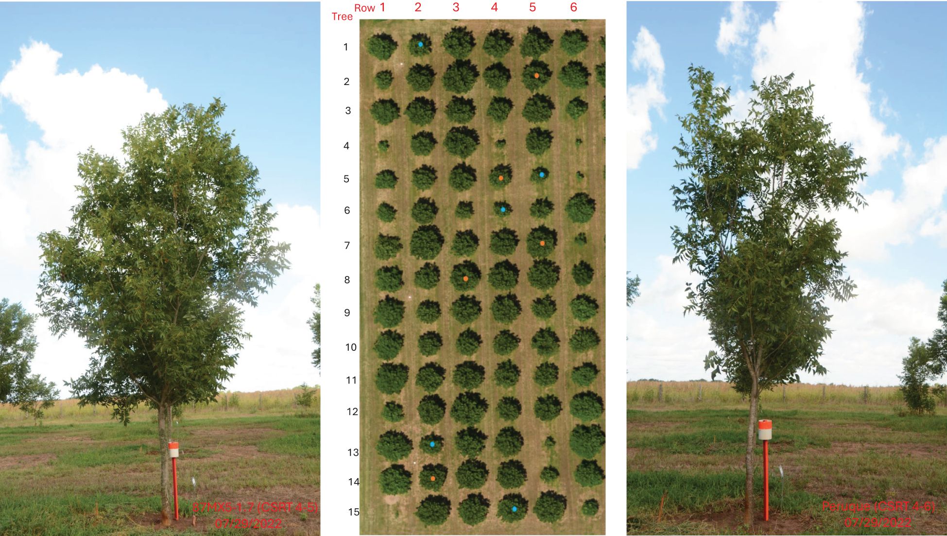 Three images from the test orchard: two side-by-side views and a central aerial image. The side views show a southern rootstock (left) and a northern rootstock (right), each with a 1-meter stick scale for reference. The central image presents a top-down view of a grid-patterned tree block, labeled with row and tree numbers.
