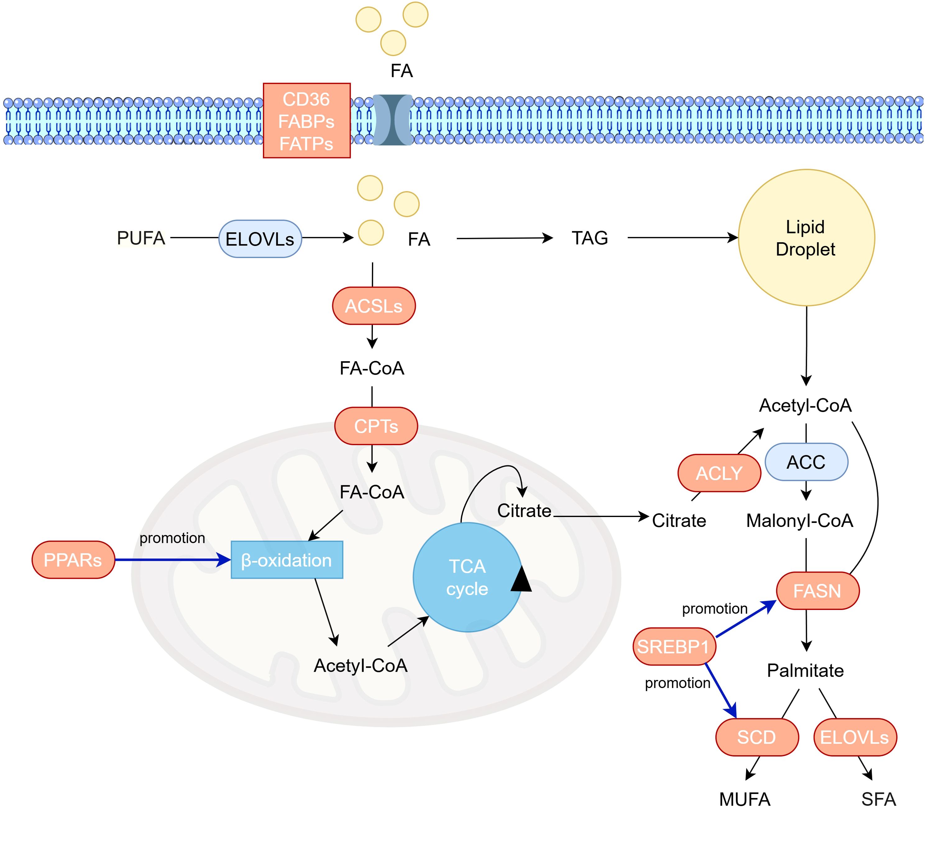 Diagram illustrating fatty acid metabolism. Fatty acids (FA) enter the cell via proteins CD36, FABPs, and FATPs. ELOVLs elongate polyunsaturated fatty acids (PUFA), converting them to FA. ACSLs and CPTs process FA to FA-CoA, which can undergo beta-oxidation promoted by PPARs or enter the TCA cycle as citrate. Citrate is converted by ACLY and ACC to malonyl-CoA, leading to fatty acid synthesis via FASN, SCD, and ELOVLs, forming monounsaturated (MUFA) and saturated fatty acids (SFA). Tag formation stores FAs in lipid droplets. SREBP1 also promotes synthesis pathways.