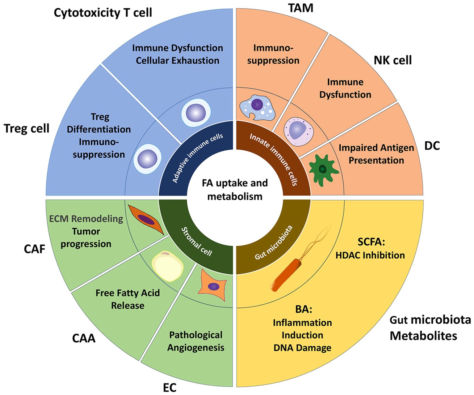 Colorful circular diagram illustrating the effects of fatty acid uptake and metabolism on different cells. Sections include adaptive immune cells, stromal cells, innate immune cells, and gut microbiota. Each section lists cell types and their associated effects, such as immune dysfunction, immunosuppression, and tumor progression. Specific mentions include cytotoxicity T cells, Treg cells, CAF, CAA, EC, TAM, NK cells, and DC, along with effects like SCFA inhibition and DNA damage.