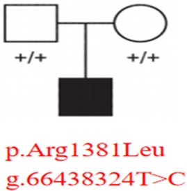 Pedigree diagram showing two unaffected parents, denoted by a square and a circle, both labeled with genotype “+/+”. They have an affected child, represented by a filled square. Text below reads “p.Arg1381Leu g.66438324T>C”.