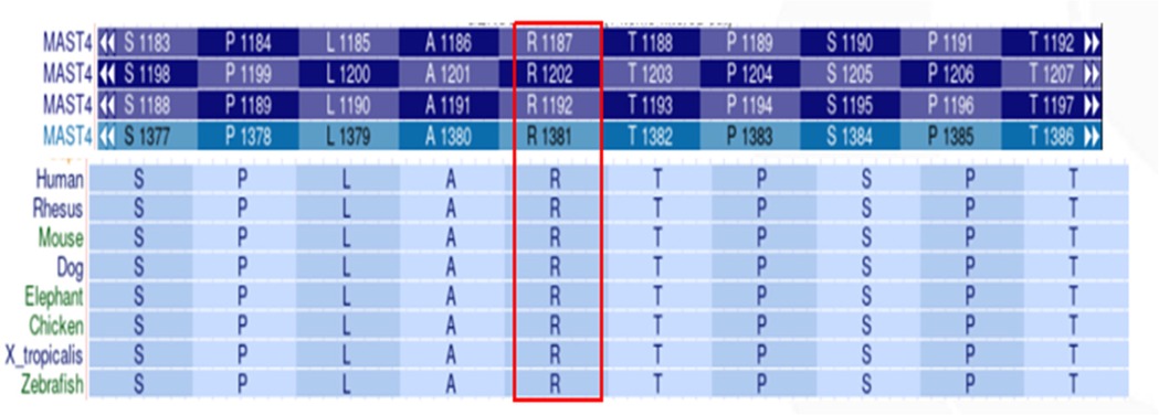A table comparing protein sequences across various species including humans, rhesus, mouse, dog, elephant, chicken, Xenopus tropicalis, and zebrafish. Each row corresponds to a species, with columns indicating specific sequence identifiers. The last column is highlighted in red.