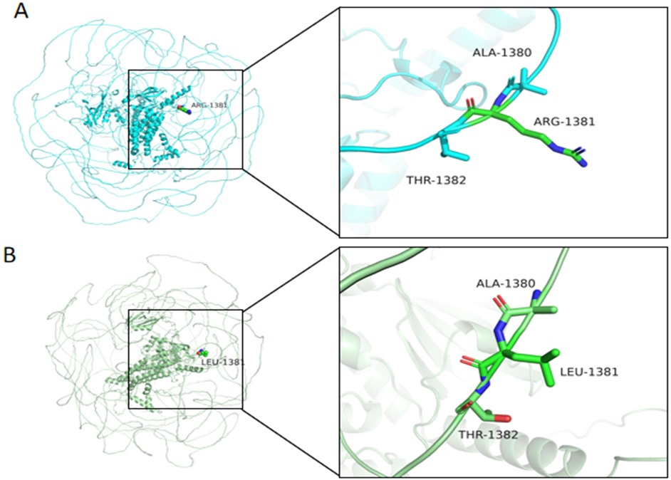 Diagram showing protein structures labeled A and B with close-ups. A details amino acids alanine-1380, arginine-1381, threonine-1382. B highlights alanine-1380, leucine-1381, threonine-1382. Each shows structural differences.