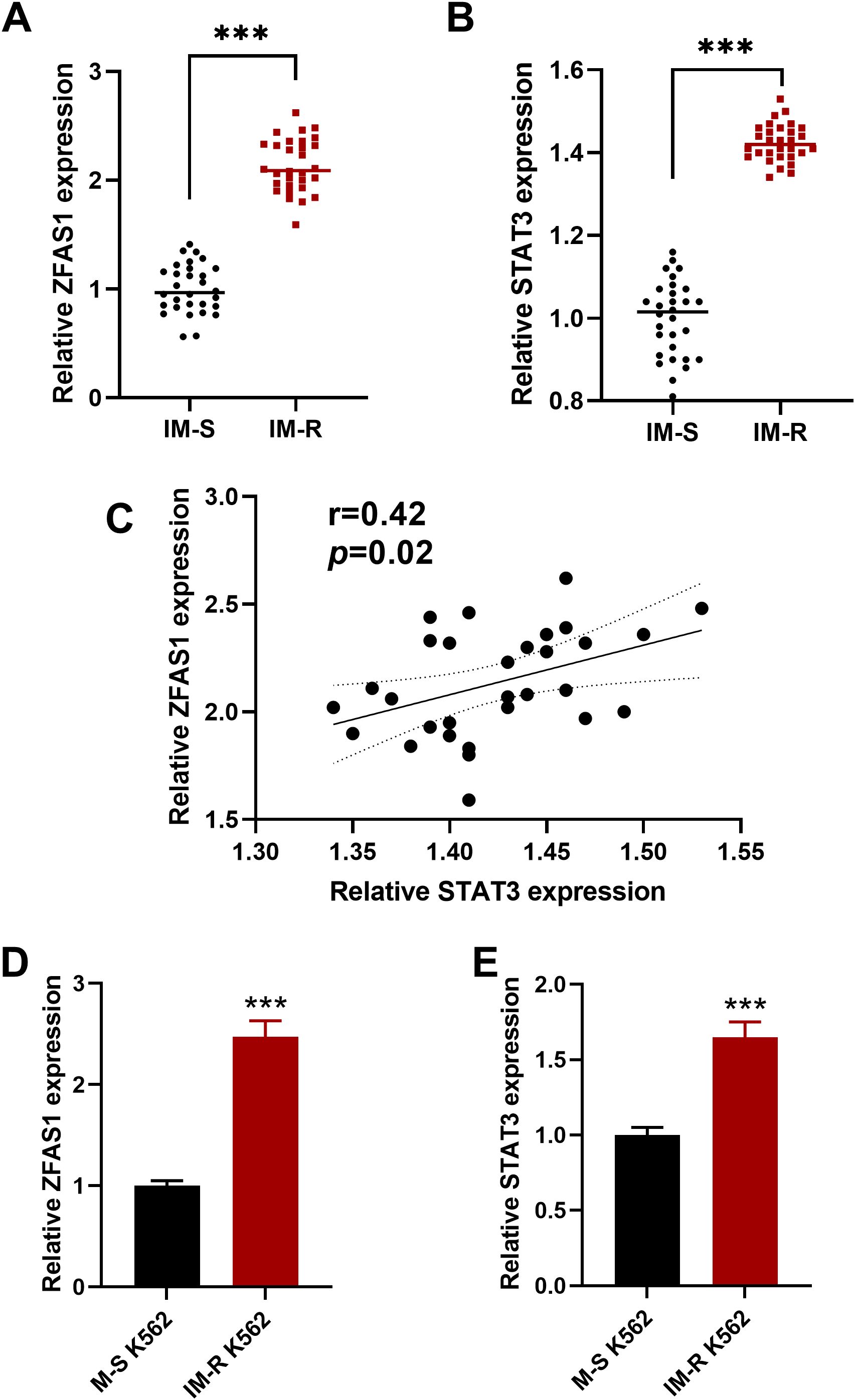 Graphs depict expression analysis. A: Scatter plot showing higher ZFAS1 expression in IM-R versus IM-S. B: Higher STAT3 expression in IM-R versus IM-S. C: Correlation graph with r=0.42, p=0.02 showing relationship between ZFAS1 and STAT3. D: Bar graph illustrating increased ZFAS1 expression in IM-R K562 compared to M-S K562. E: Higher STAT3 expression in IM-R K562 compared to M-S K562. Asterisks indicate statistical significance (***).