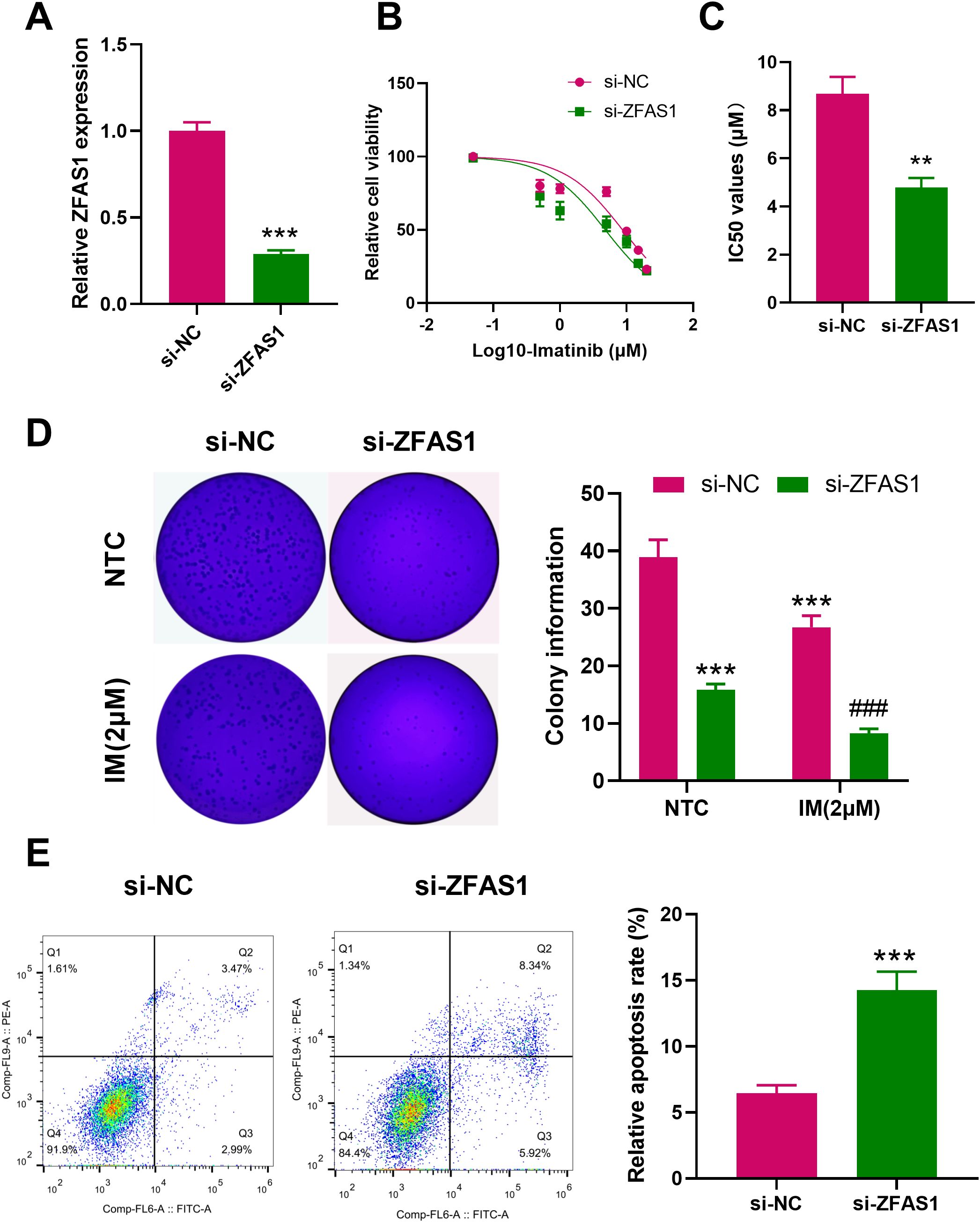 A composite image depicts experimental data. Panel A shows a bar graph of ZFAS1 expression, with si-ZFAS1 showing significantly lower levels than si-NC. Panel B presents a dose-response curve for cell viability with Log10-Imatinib, where si-ZFAS1 reduces viability more than si-NC. Panel C is a bar graph of IC50 values, showing lower values for si-ZFAS1. Panel D features colony formation assay plates and corresponding bar graphs indicating reduced colony formation in si-ZFAS1, especially with 2µM Imatinib. Panel E includes flow cytometry plots and a bar graph, showing increased apoptosis rates in si-ZFAS1 compared to si-NC.