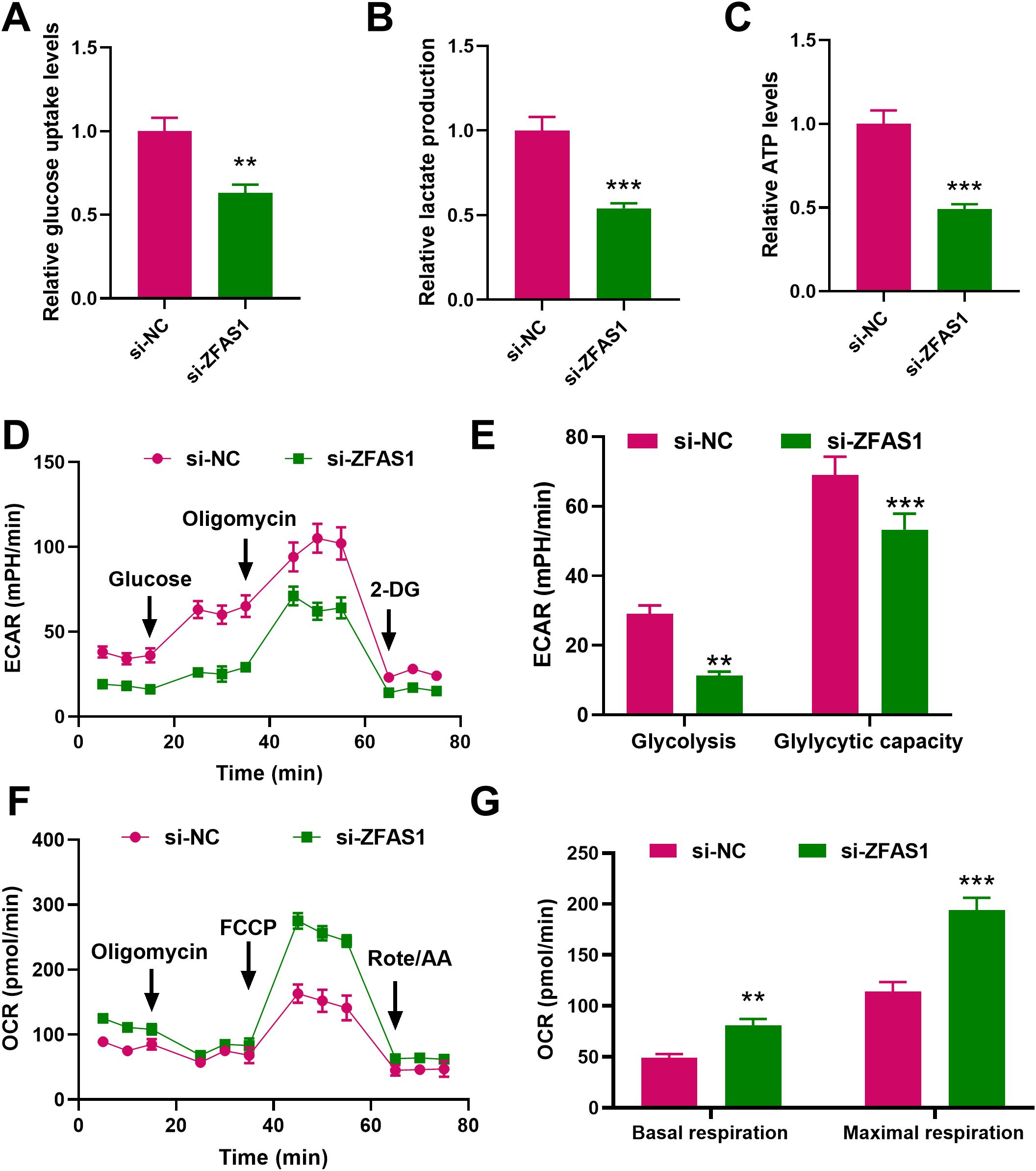 Bar and line graphs compare metabolic functions between si-NC and si-ZFAS1 groups. Charts A-C show reduced glucose uptake, lactate production, and ATP levels in si-ZFAS1. Graph D shows extracellular acidification rates over time. Bar chart E indicates si-ZFAS1's lower glycolysis but higher glycolytic capacity. Graph F shows oxygen consumption rates, with time and treatments marked. Bar chart G shows higher basal and maximal respiration in si-ZFAS1. Statistical significance is indicated with asterisks.