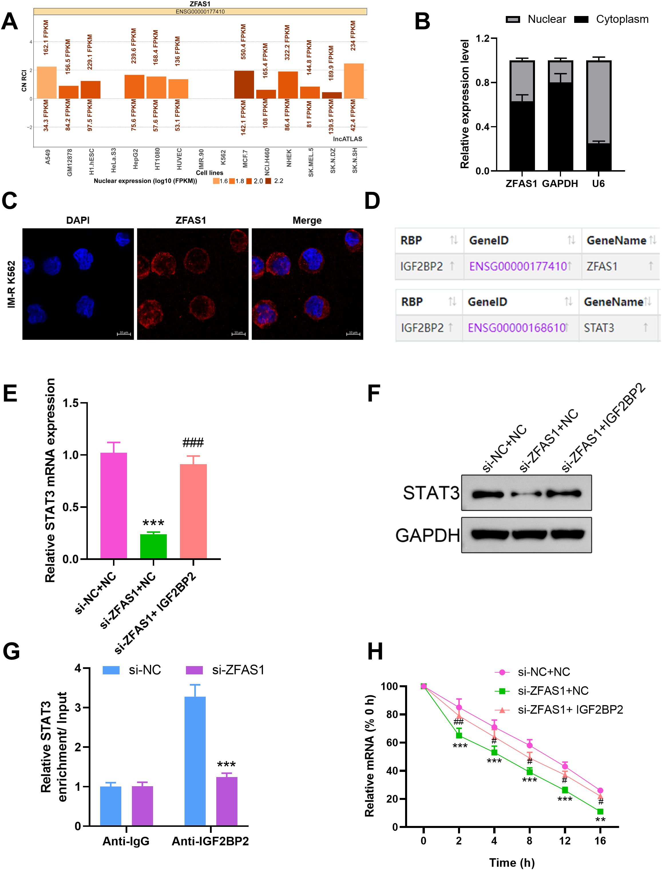 Panel A shows a bar graph of ZFAS1 nuclear expression levels across various cell lines. Panel B presents a bar graph of relative expression levels of ZFAS1 in nuclear and cytoplasmic fractions. Panel C displays fluorescence images with DAPI-stained nuclei in blue and ZFAS1 localization in red. Panel D lists information on RNA binding proteins and associated genes, IGF2BP2 linked to ZFAS1 and STAT3. Panel E depicts a bar graph of relative STAT3 mRNA expression with different siRNA treatments. Panel F presents a western blot of STAT3 and GAPDH proteins. Panel G shows a bar graph of relative STAT3 enrichment with siRNA treatments. Panel H illustrates a line graph of relative mRNA remaining over time with siRNA treatments.