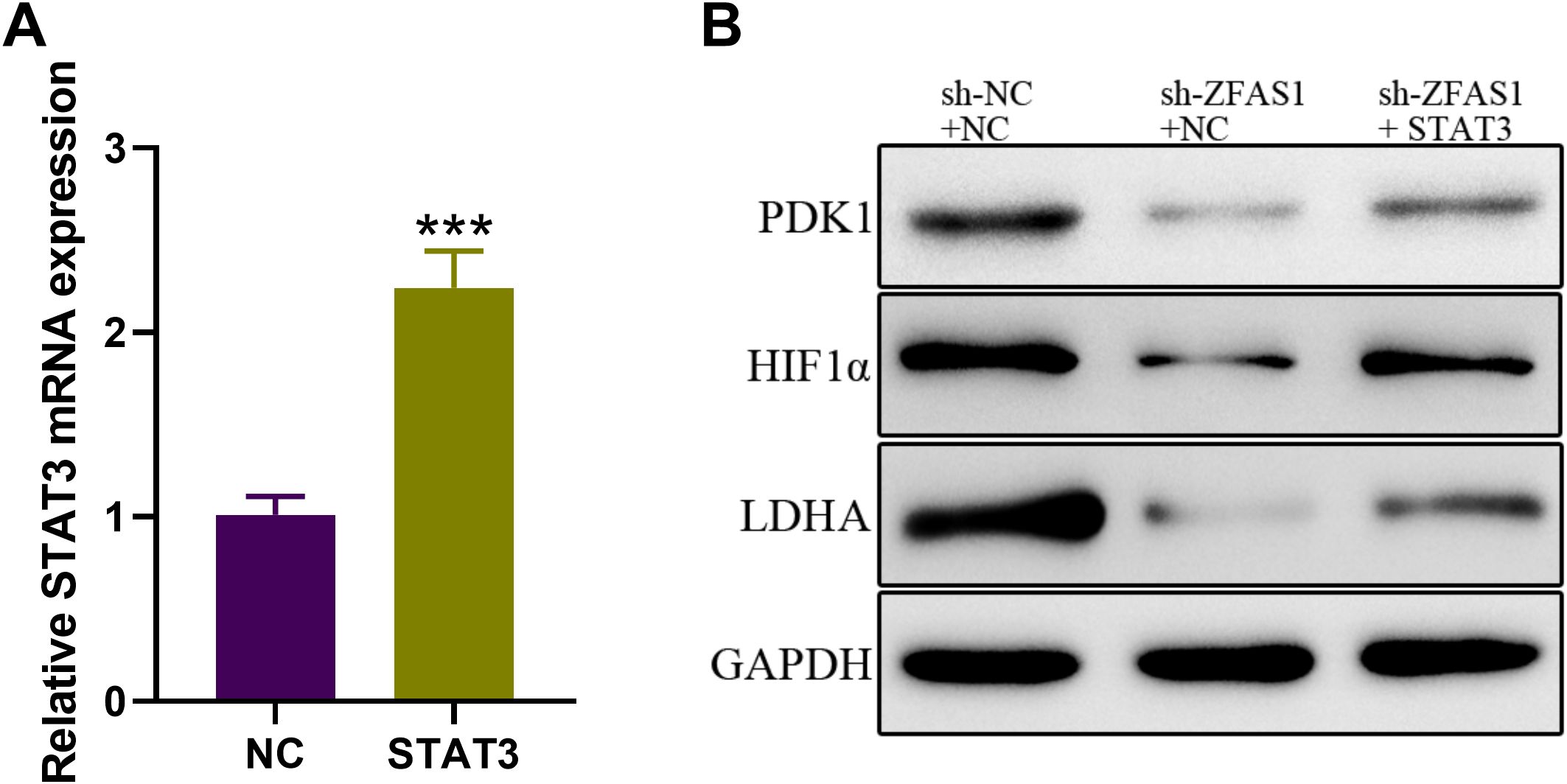 Panel A shows a bar graph comparing relative STAT3 mRNA expression, with STAT3 significantly higher than NC, denoted by three asterisks. Panel B shows Western blot bands for PDK1, HIF1α, LDHA, and GAPDH under different conditions: sh-NC + NC, sh-ZFAS1 + NC, and sh-ZFAS1 + STAT3.