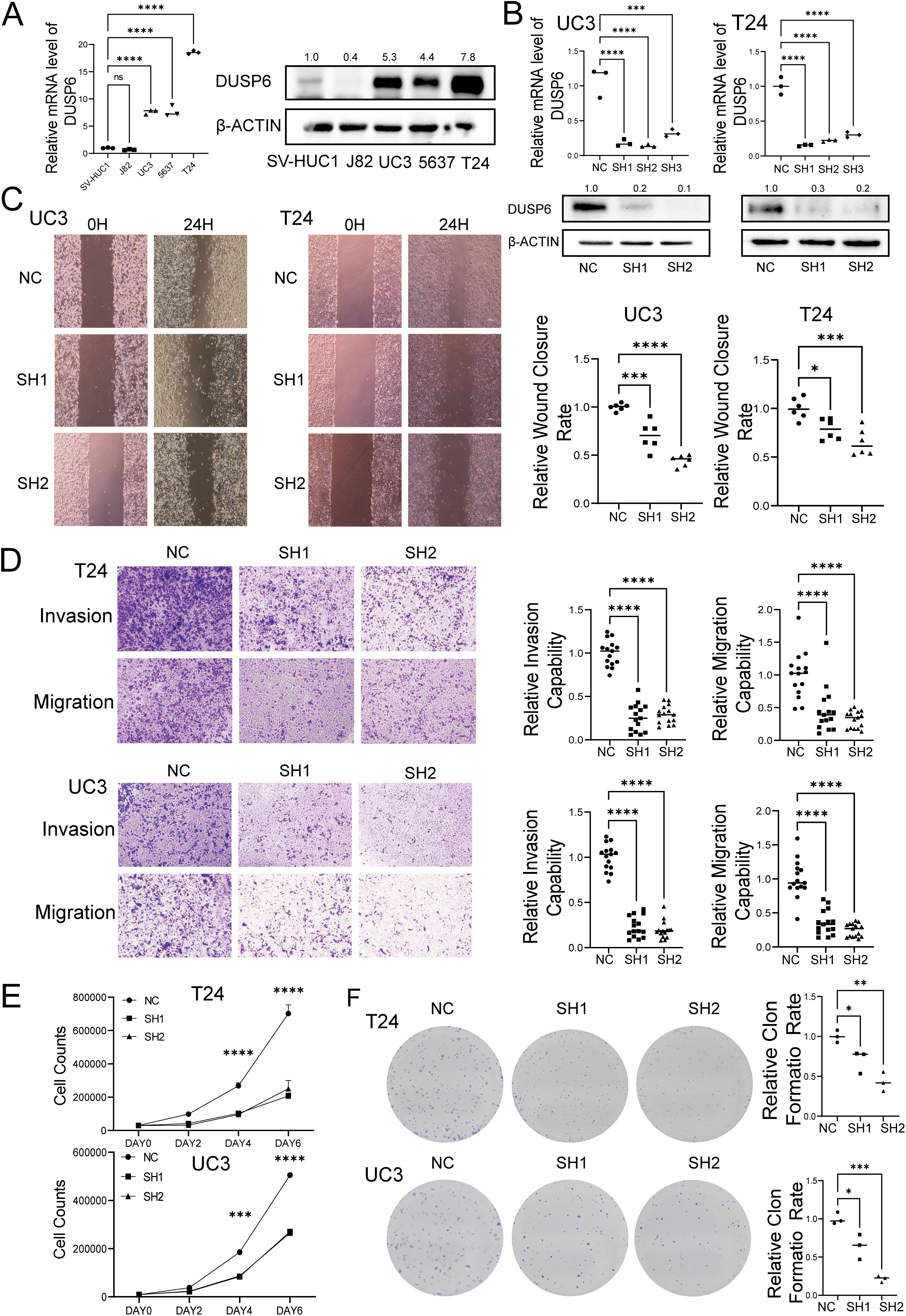 A series of scientific charts and images analyzing DUSP6 expression and effects in various cell lines. Panel A shows relative mRNA levels of DUSP6 and corresponding protein bands. Panel B presents mRNA and protein levels in UC3 and T24 cells with statistical significance indicated. Panel C displays wound healing images at zero hours and twenty-four hours for UC3 and T24 cell lines, with corresponding wound closure rate graphs. Panel D depicts invasion and migration assay images for T24 and UC3, with graphs showing relative capabilities. Panel E shows cell count growth graphs over six days for T24 and UC3. Panel F features clonogenic assay images with bar graphs of relative formation rates. Statistical significance is denoted by asterisks.