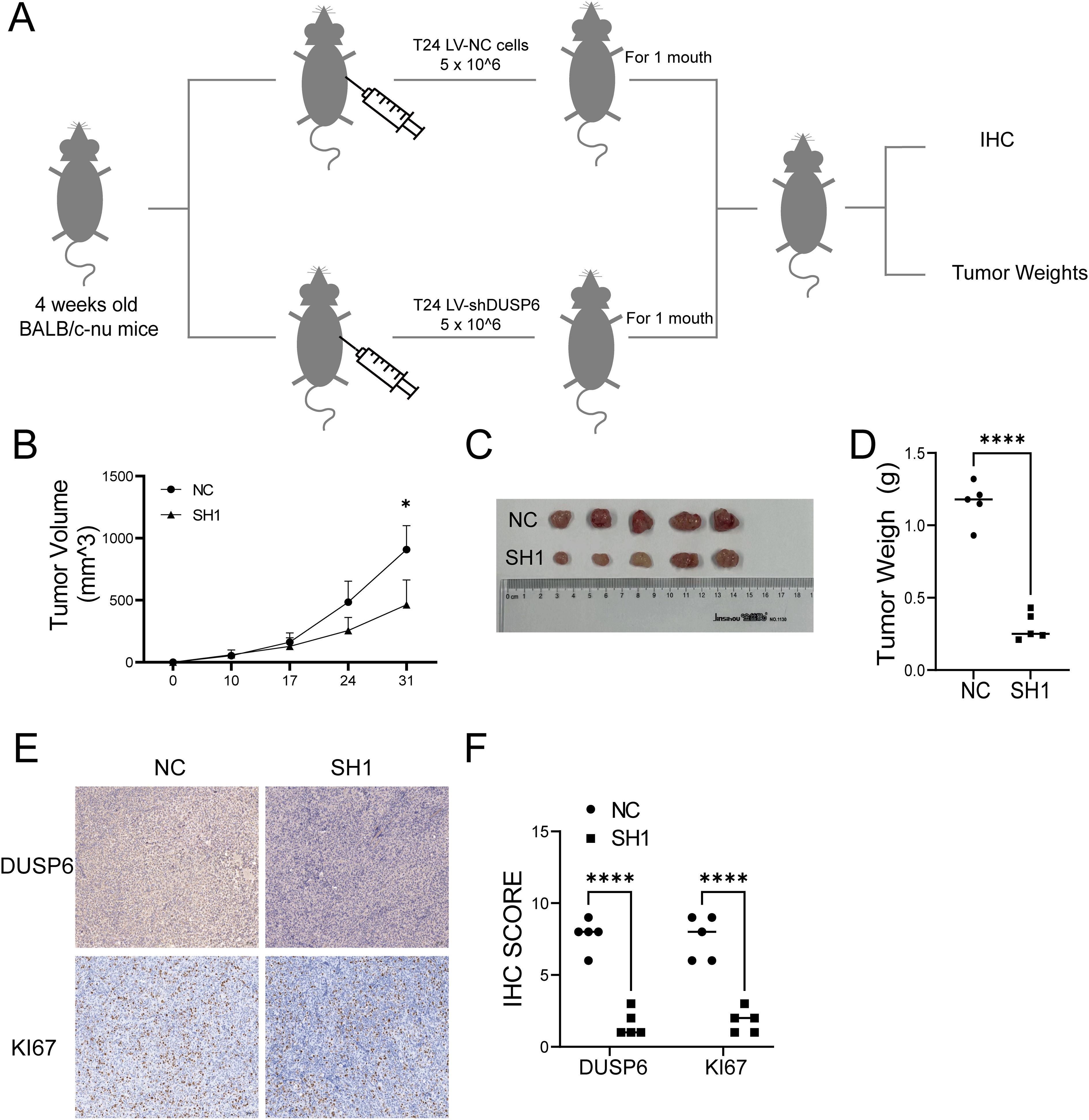 Diagram illustrating an experiment with BALB/c-nu mice receiving injections of T24 LV-NC or T24 LV-shDUSP6 cells. Graph B shows tumor volume over time, with the SH1 group showing higher volumes. Image C displays excised tumors with a scale. Graph D shows tumor weights, indicating higher weight in the NC group. Panel E provides immunohistochemistry images for DUSP6 and KI67, showing differences between groups. Graph F presents IHC scores for DUSP6 and KI67, with the SH1 group showing lower scores.