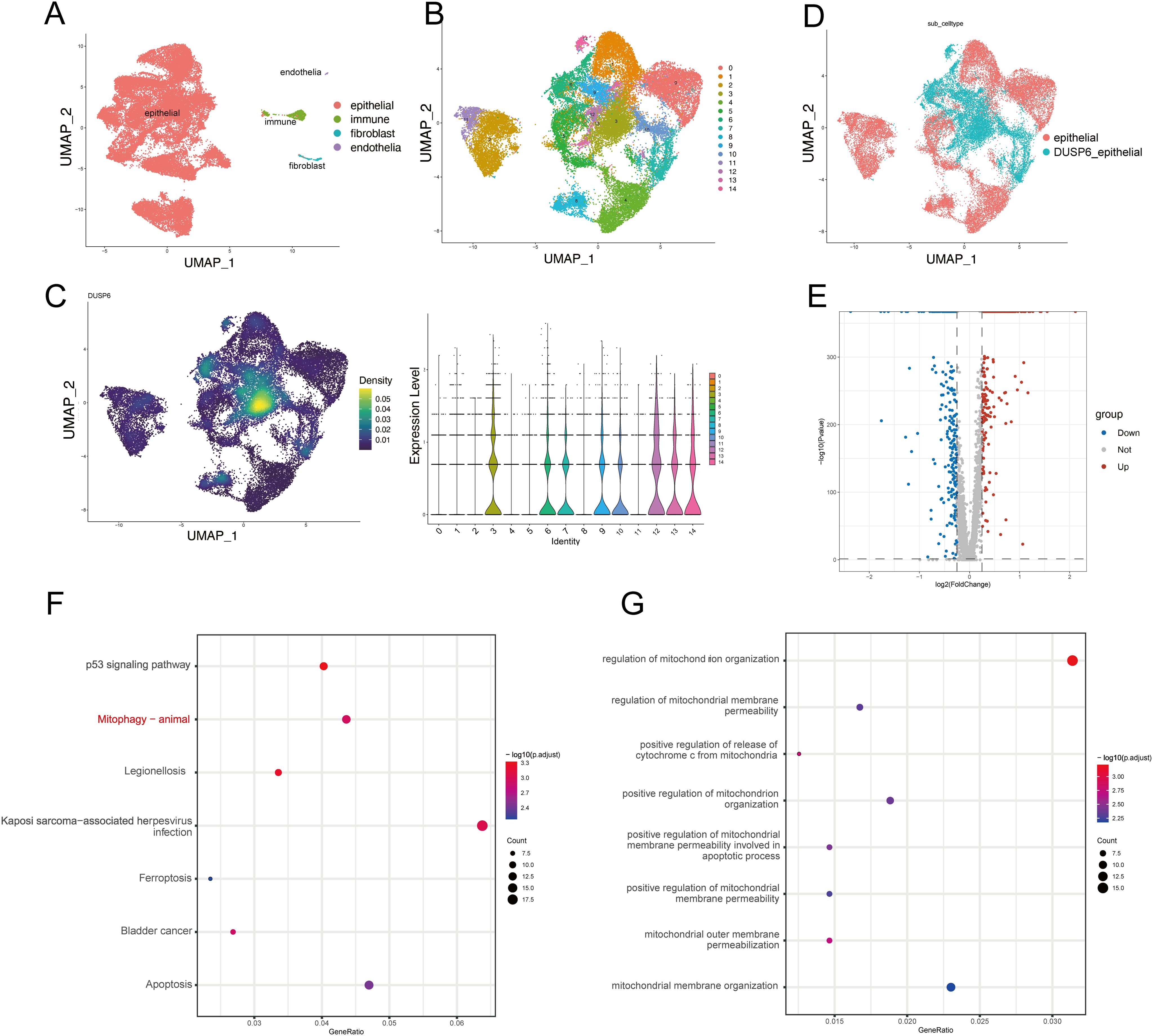 Scatter plots and dot plots display various data analyses. Panels A, B, C, and D are UMAP plots showing cell clusters with labels like epithelial and immune, varying by category and density. Panel C also includes a violin plot of expression levels. Panel E is a volcano plot with points colored by expression group. Panels F and G are dot plots showing pathways and processes, indicated by size and color gradients.