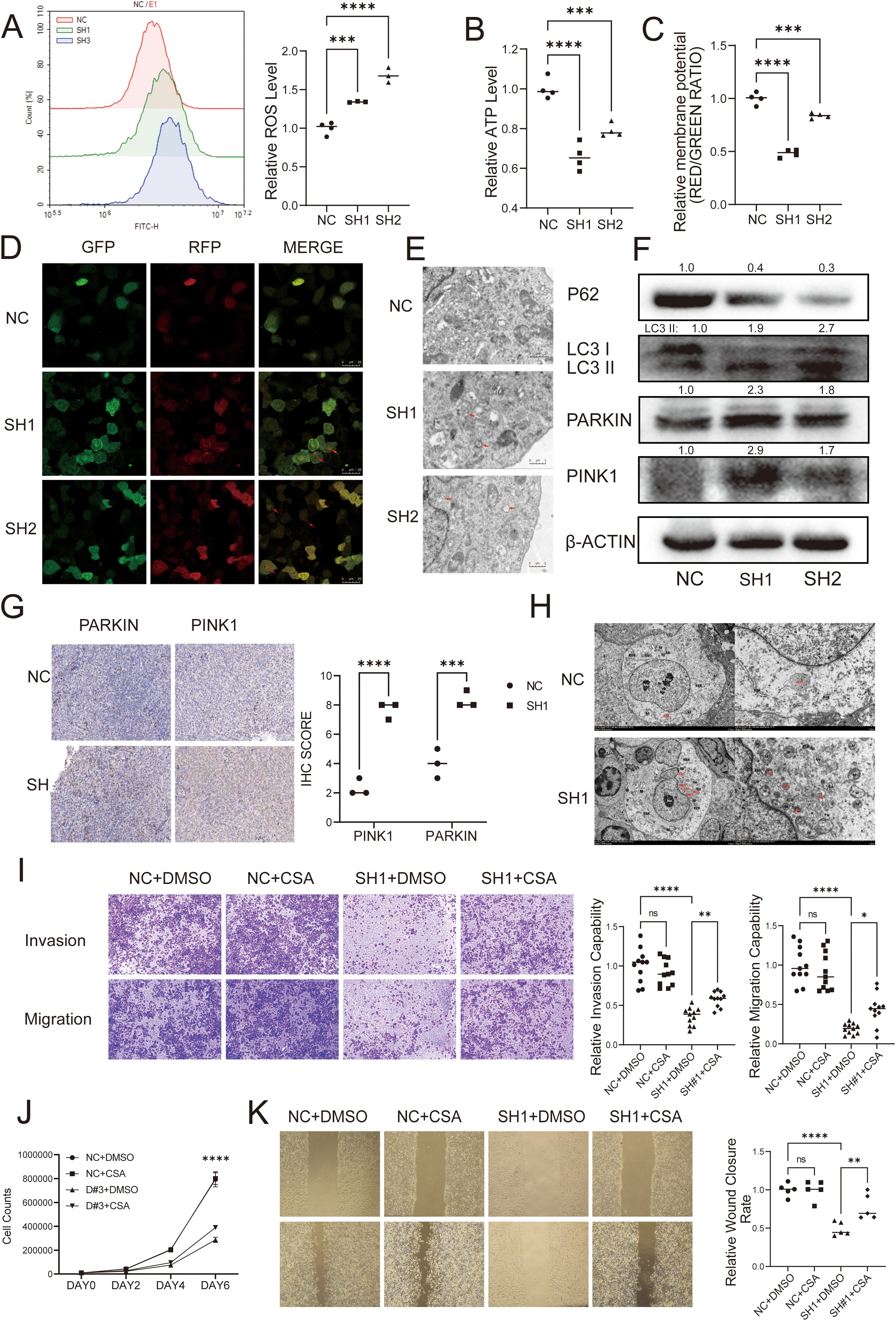 The image features several panels of experimental data related to cell biology. Panel A presents histograms and a scatter plot comparing reactive oxygen species (ROS) levels. Panel B shows a scatter plot of relative ATP levels. Panel C displays relative membrane potential data. Panel D contains fluorescent microscopy images with GFP and RFP markers. Panel E provides transmission electron microscopy images. Panel F includes Western blot results for protein expression, such as LC3, PARKIN, and PINK1. Panel G illustrates immunohistochemistry results and related scores. Panel H has more electron microscopy images. Panel I shows microscopy images of cell invasion and migration with corresponding bar graphs. Panel J presents a line graph for cell growth over days, and Panel K depicts wound healing assays with a bar graph of closure rates.