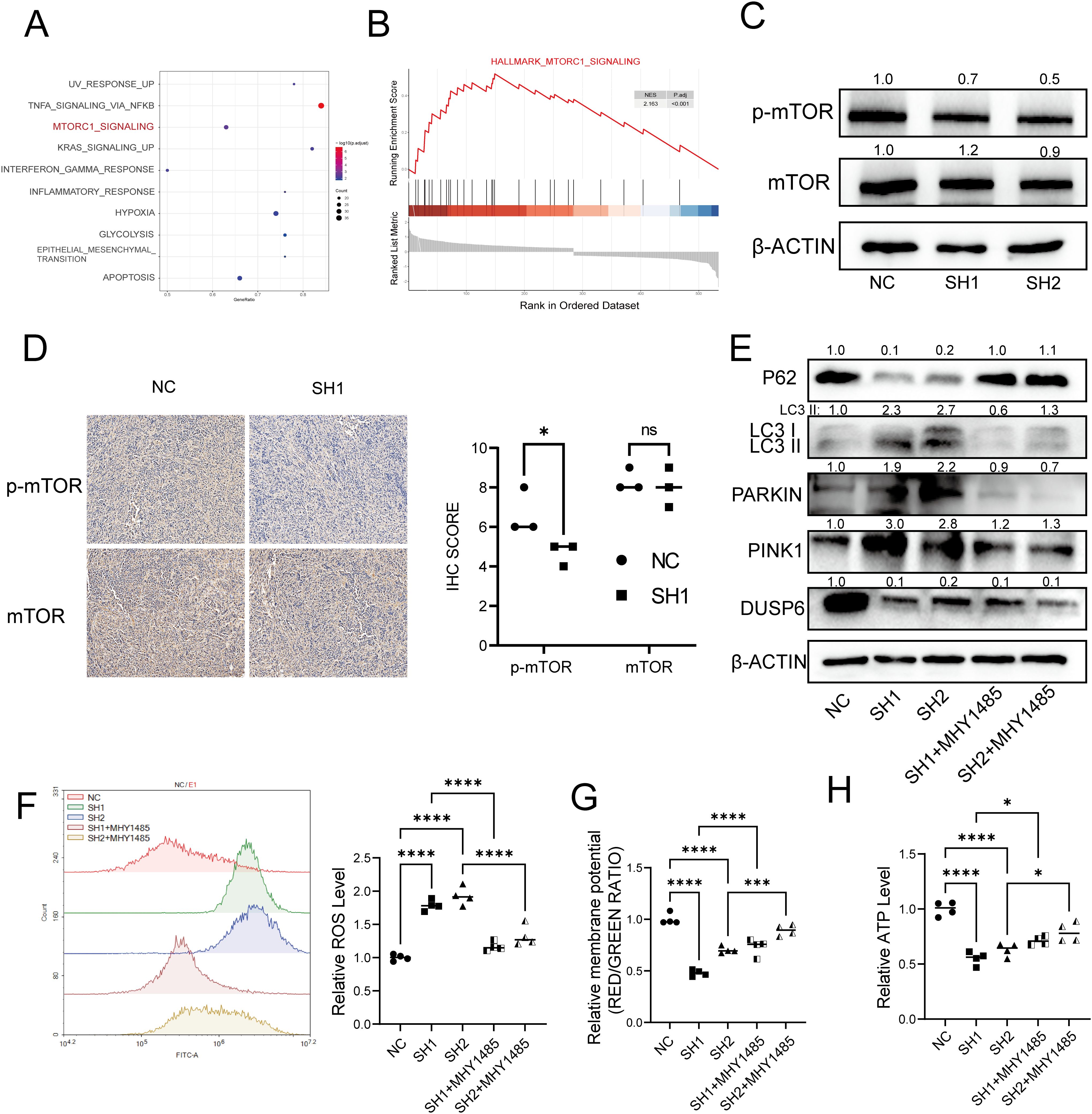 A multi-panel scientific figure illustrating various experimental results. Panel A shows a dot plot, with highlighted pathways such as “MTORC1 signaling.” Panel B displays a graph of gene set enrichment analysis for “MTORC1 signaling.” Panel C includes Western blot images measuring p-mTOR, mTOR, and β-ACTIN levels under different conditions. Panel D presents immunohistochemistry images for p-mTOR and mTOR, with a chart showing IHC scores for NC and SH1 groups, highlighting significant differences. Panel E shows Western blots for proteins like P62 and LC3. Panels F, G, and H provide flow cytometry and bar graphs comparing reactive oxygen species (ROS) levels, membrane potential, and ATP levels across different groups and treatments, indicating significant differences.