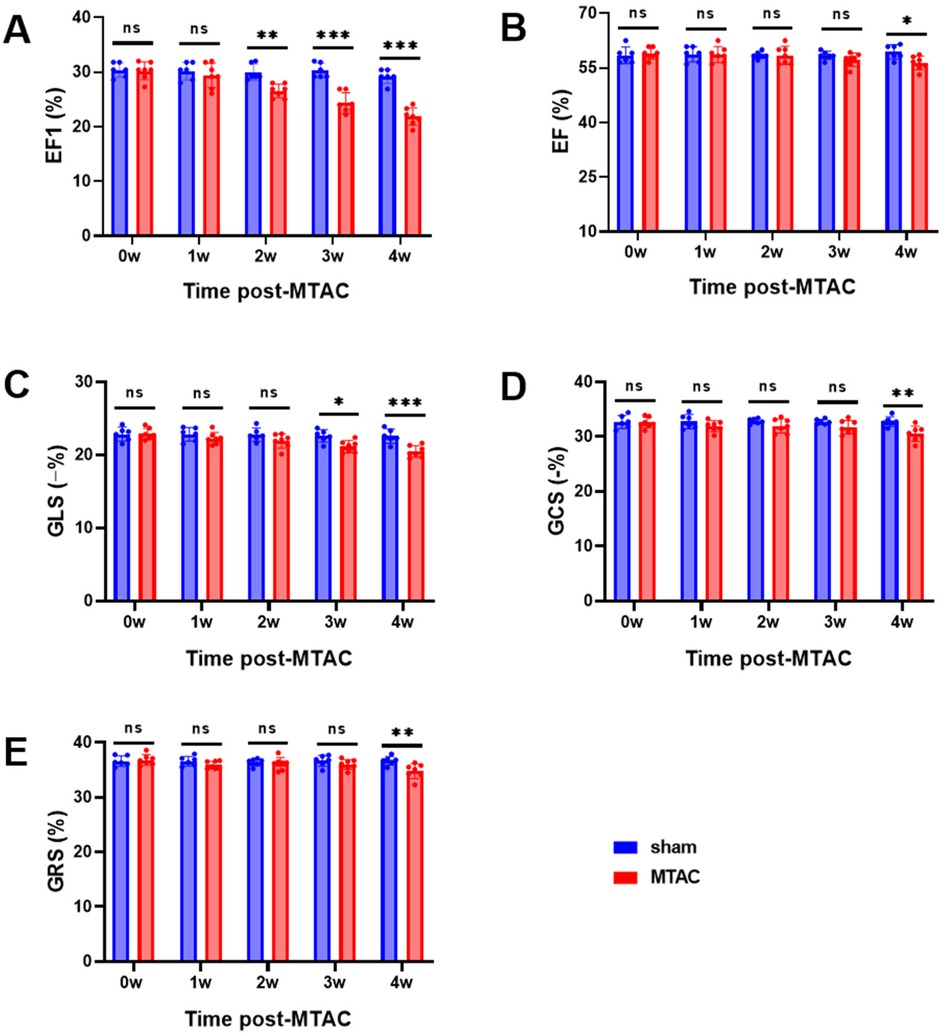 Bar graphs A to E show the effects of sham and MTAC treatments over time on cardiac function metrics EF1, EF, GLS, GCS, and GRS in percentages, with significant differences marked by asterisks. Blue bars represent sham, and red bars represent MTAC. Statistical significance is indicated as ns (not significant), *, **, or ***.
