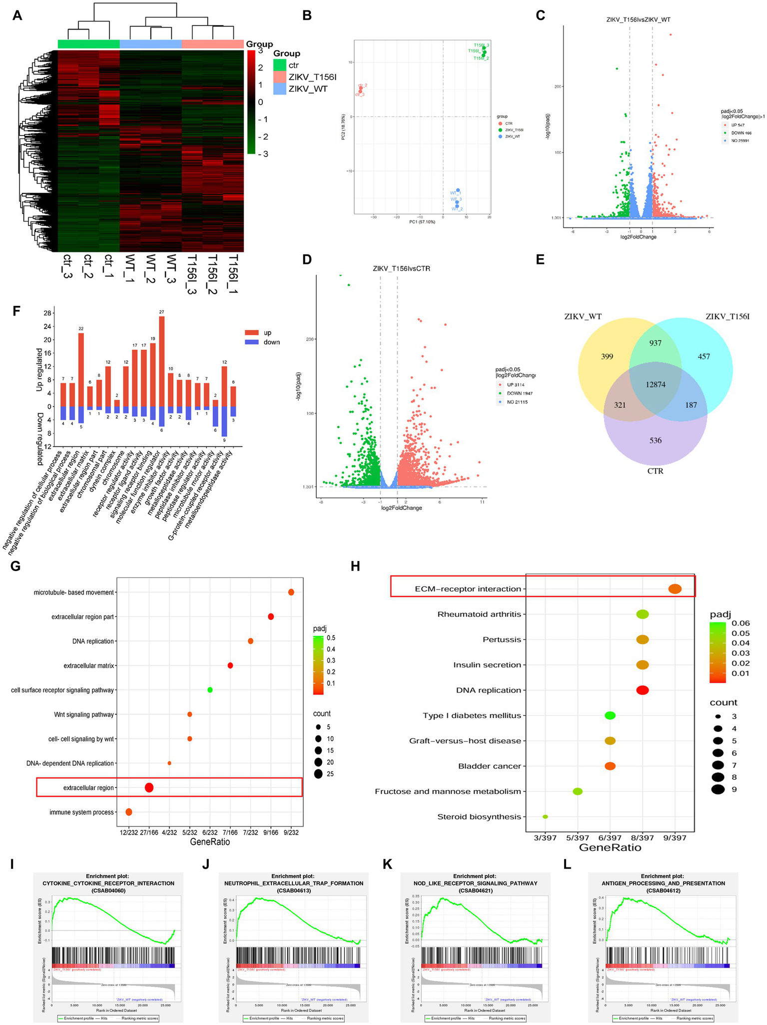 Composite image showing various data visualizations related to Zika virus (ZIKV) research. Panel A displays a clustered heatmap of gene expression. Panel B is a PCA plot showing sample distributions. Panels C and D are volcano plots illustrating gene expression changes between ZIKV strains. Panel E is a Venn diagram comparing gene overlap among different groups. Panel F is a bar graph of up and down-regulated pathways. Panels G and H are bubble charts indicating gene enrichment, while Panels I, J, K, and L contain enrichment plots for specific signaling pathways.