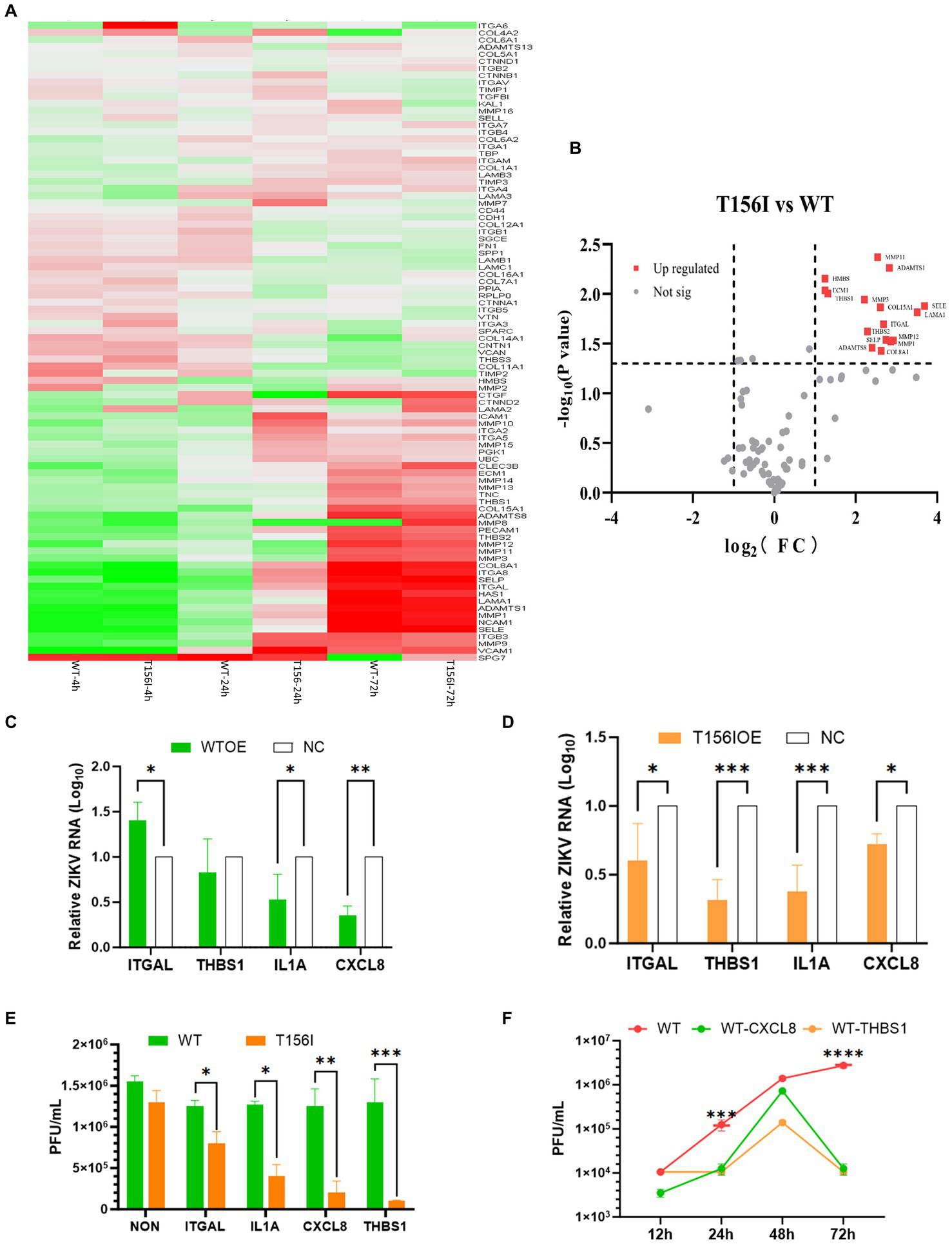 Panel A shows a heatmap of gene expression with color gradients indicating upregulation (red) and downregulation (green). Panel B is a volcano plot demonstrating gene expression changes, highlighting upregulated genes. Panel C features a bar graph comparing relative ZIKV RNA levels in genes ITGAL, THBS1, IL1A, and CXCL8. Panel D presents another bar graph for relative ZIKV RNA in T156I versus controls. Panel E shows a bar graph comparing PFU/mL between WT and T156I in different genes. Panel F is a line graph depicting PFU/mL over time for WT, WT-CXCL8, and WT-THBS1.