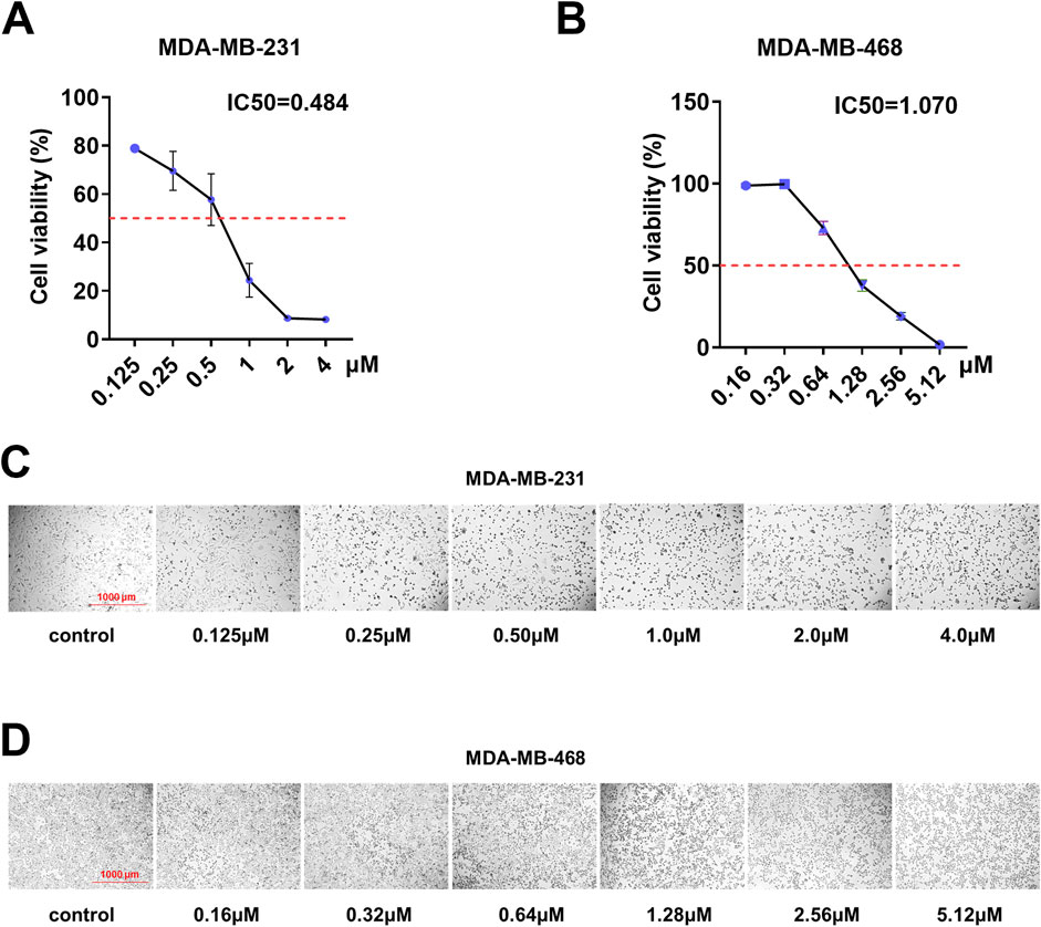 Graph A shows cell viability for MDA-MB-231 cells decreasing with increasing concentration, with an IC50 of 0.484 µM. Graph B shows MDA-MB-468 cell viability similarly decreasing, with an IC50 of 1.070 µM. Section C includes microscopic images of MDA-MB-231 cells at varying concentrations, from control to 4.0 µM, showing fewer cells at higher concentrations. Section D shows MDA-MB-468 cells under similar conditions, illustrating comparable results from control to 5.12 µM.