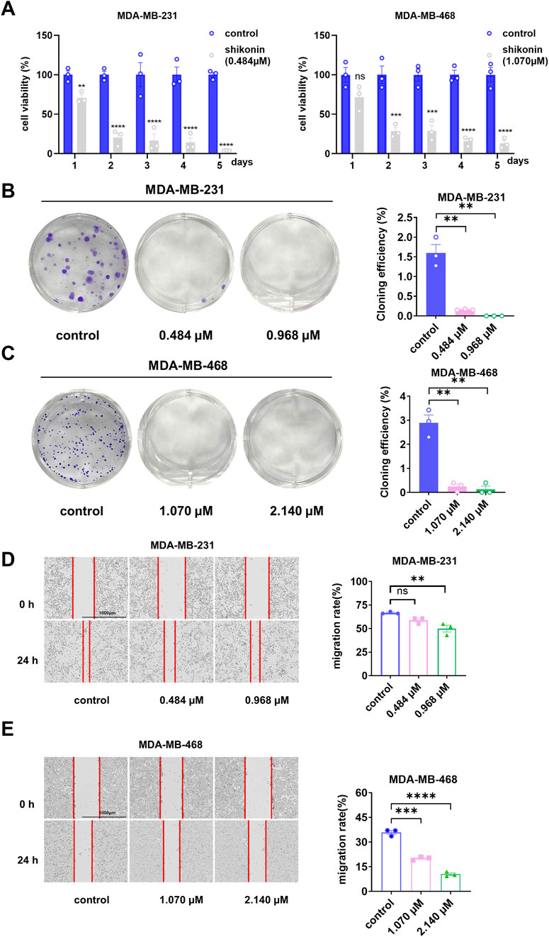 Graphs and images depict the effects of shikonin on cell viability, cloning efficiency, and migration rate in two breast cancer cell lines, MDA-MB-231 and MDA-MB-468. Part A shows cell viability decreasing over five days with shikonin treatment. Parts B and C illustrate reduced cloning efficiency in treated cells. Parts D and E display wound healing assays indicating reduced cell migration after shikonin exposure. Statistical significance is denoted by asterisks.