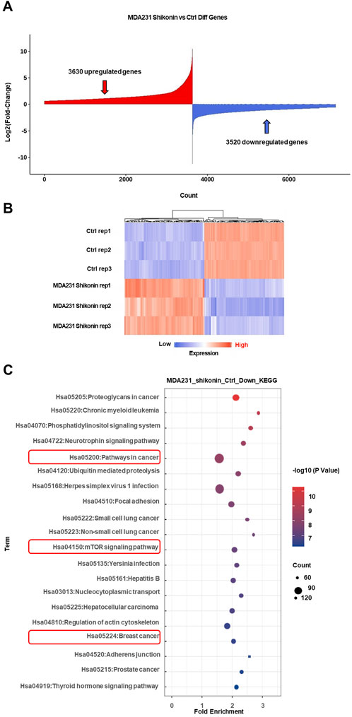 Panel A shows a volcano plot comparing MDA231 Shikonin treatment versus control, with 3,630 upregulated and 3,520 downregulated genes. Panel B displays a heatmap illustrating gene expression levels, with red indicating high expression and blue indicating low expression across replicates. Panel C is a bubble plot showing KEGG pathway enrichment analysis, highlighting significant pathways such as