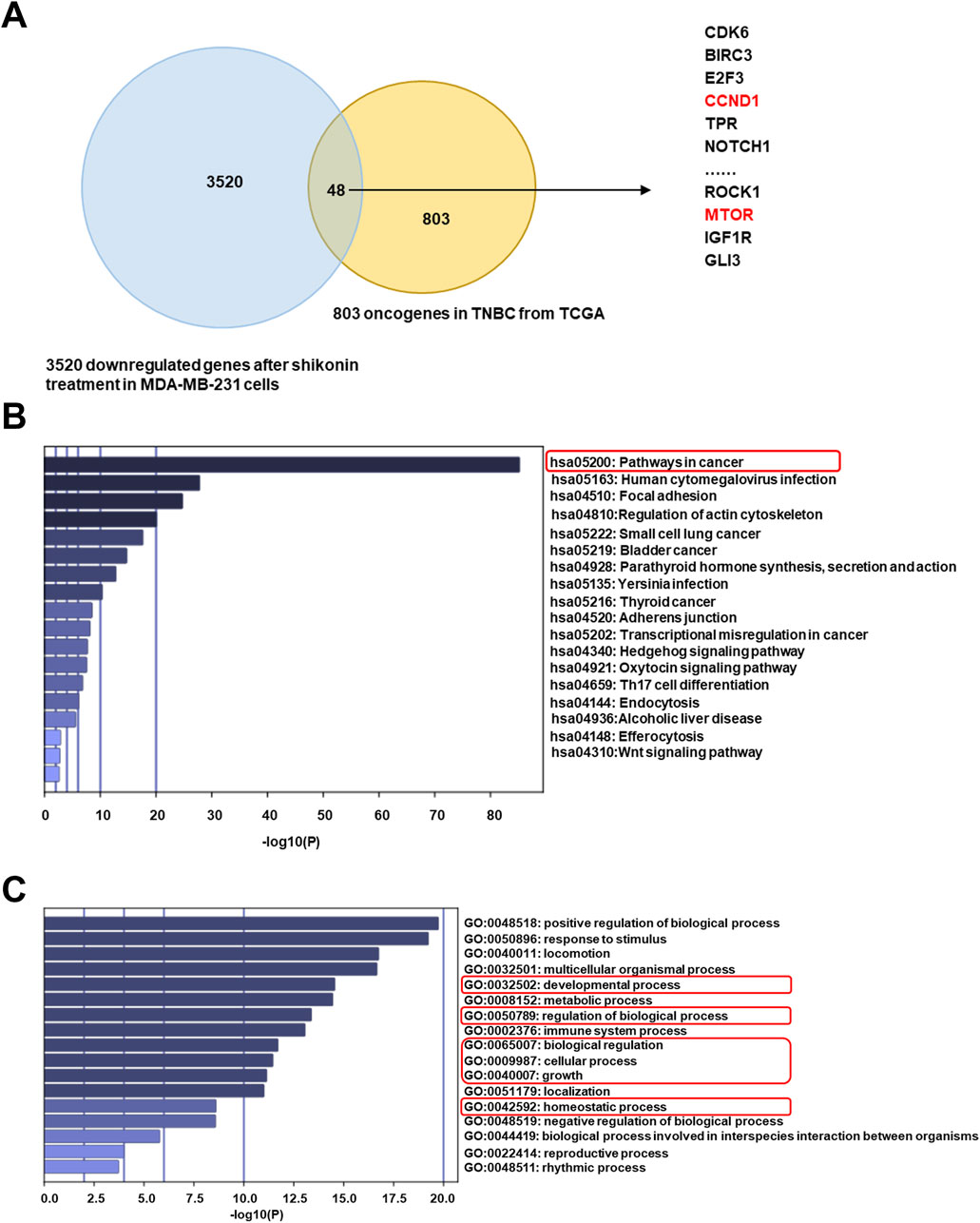 Venn diagram, bar charts, and gene ontology (GO) terms are presented. A: Venn diagram showing overlap between 3520 downregulated genes in MDA-MB-231 cells and 803 oncogenes in TNBC from TCGA, with 48 common genes listed, including CDK6 and MTOR. B: Bar chart of pathways affected, highlighting pathways such as cancer and cytomegalovirus infection. C: Bar chart depicting GO terms, emphasizing processes like metabolic process and immune system process.