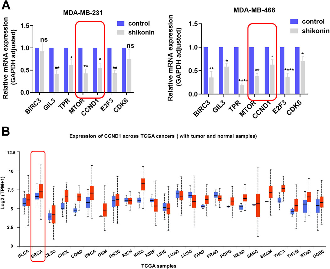 Bar and box plots showing mRNA expression. A) Bar plots for cell lines MDA-MB-231 and MDA-MB-468, comparing control and shikonin treatment across genes, highlighting significant changes in CCND1 and MTOR. B) Box plot of CCND1 expression across various TCGA cancer types, with BRCA highlighted.
