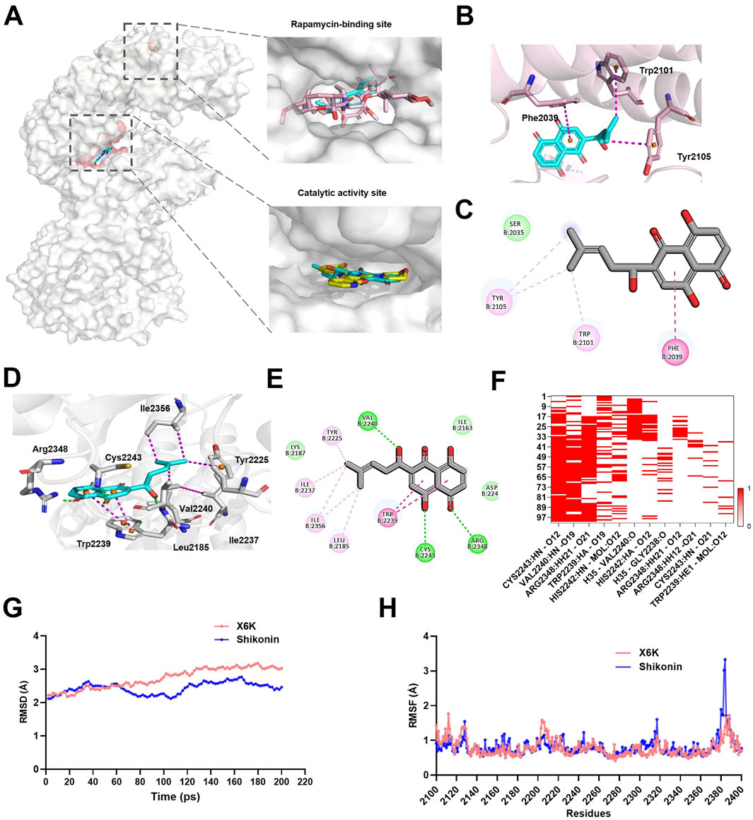 Molecular modeling images detail protein-ligand interactions and stability analyses. Panel A shows a protein structure highlighting rapamycin-binding and catalytic activity sites. Panels B and C depict close-up views of molecular interactions, with specific amino acid residues marked. Panels D and E illustrate ligand interactions with various residues. Panel F presents a heatmap of residue contacts. Panel G shows an RMSD graph comparing X6K and Shikonin over time. Panel H displays an RMSF graph for residue fluctuation between X6K and Shikonin, indicating flexibility differences.