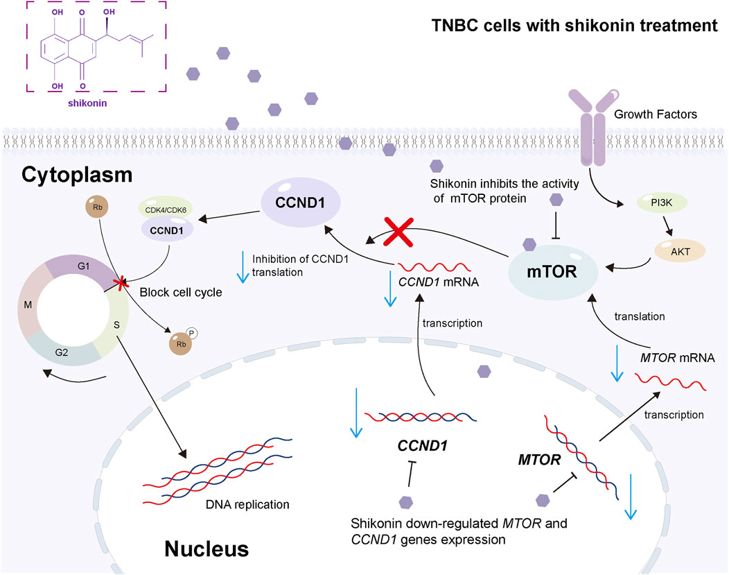 Diagram illustrating the effect of shikonin on TNBC cells. Shikonin inhibits mTOR protein activity, disrupting the PI3K/AKT pathway and blocking the cell cycle, specifically inhibiting CCND1 translation. Inside the nucleus, shikonin down-regulates MTOR and CCND1 gene expression, affecting DNA replication. Growth factors, PI3K, and AKT are indicated in the cytoplasm.