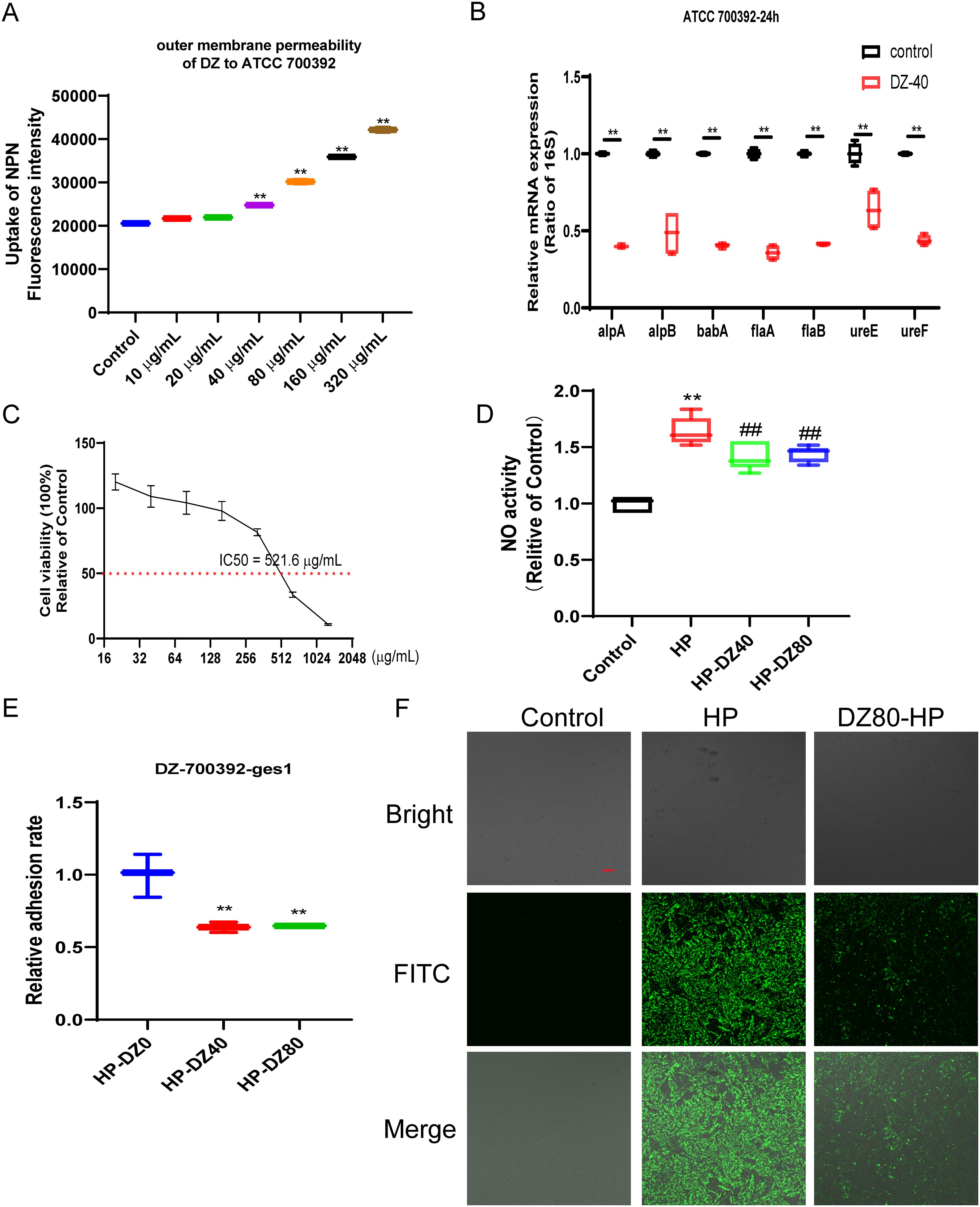 A composite image with six panels displaying scientific data: A: Bar graph showing increased uptake of NPN in ATCC 700392 with increasing concentrations of DZ. B: Scatter plot indicating decreased mRNA expression in response to DZ-40 across various genes compared to control. C: Line graph displaying cell viability reduction with increasing DZ-700392 doses, indicating an IC50 of 521.6 µg/mL. D: Bar chart demonstrating changes in NO activity, with variations in response to different treatments. E: Bar graph showing a reduction in adhesion rate for samples treated with HP-DZ40 and HP-DZ80. F: Microscopy images comparing control, HP, and DZ80-HP conditions across bright field, FITC, and merged views, highlighting differences in fluorescence.