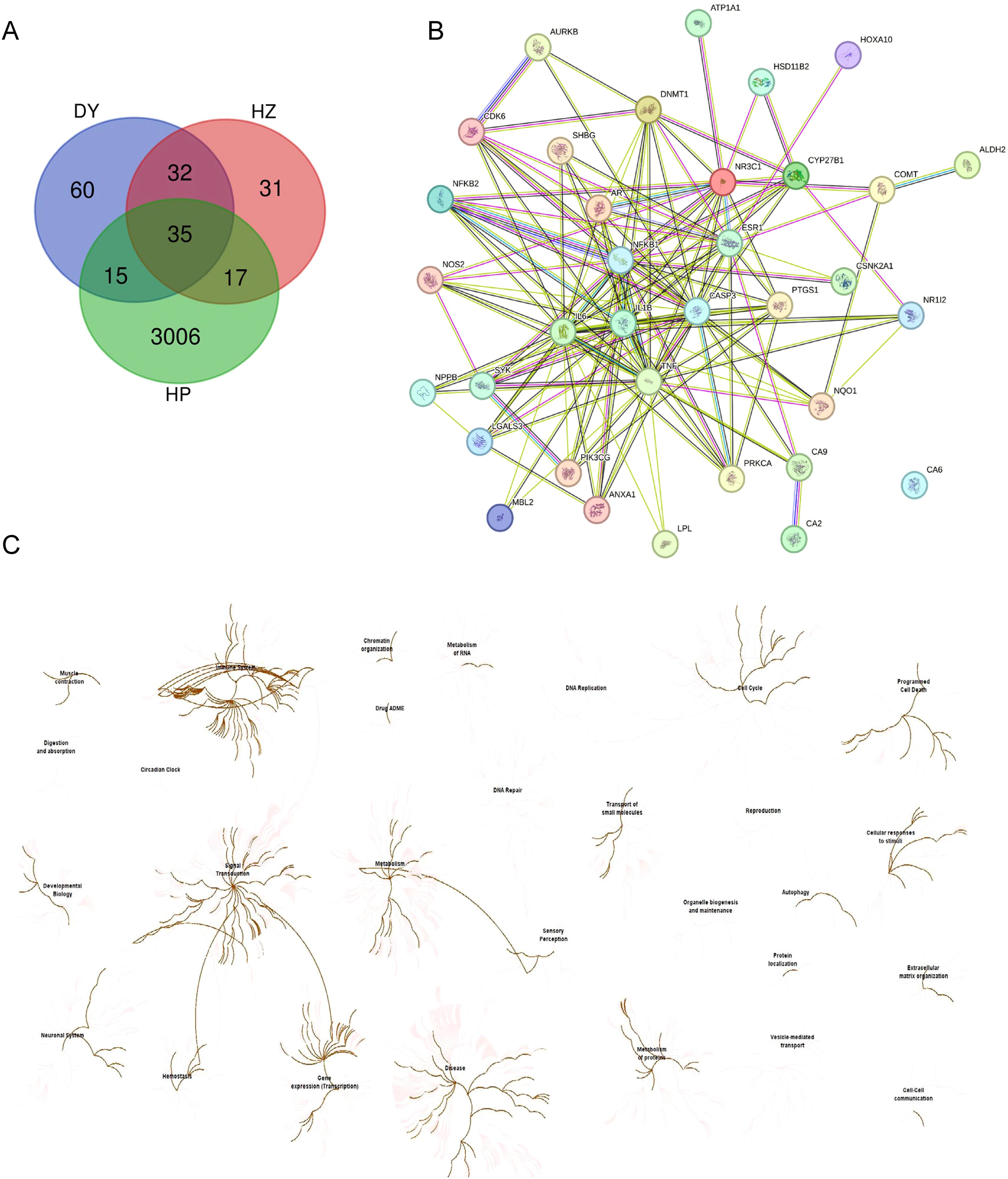A composite image with three panels: Panel A shows a Venn diagram with three overlapping circles labeled DY, HZ, and HP, displaying various numbers in each section, indicating shared and unique elements. Panel B presents a network diagram of interconnected nodes representing different entities linked by colored lines, all labeled with gene or protein names. Panel C features a biological pathway map with branching structures labeled with various biological processes such as “DNA Replication,” “Protein Localization,” and “Neuronal System.