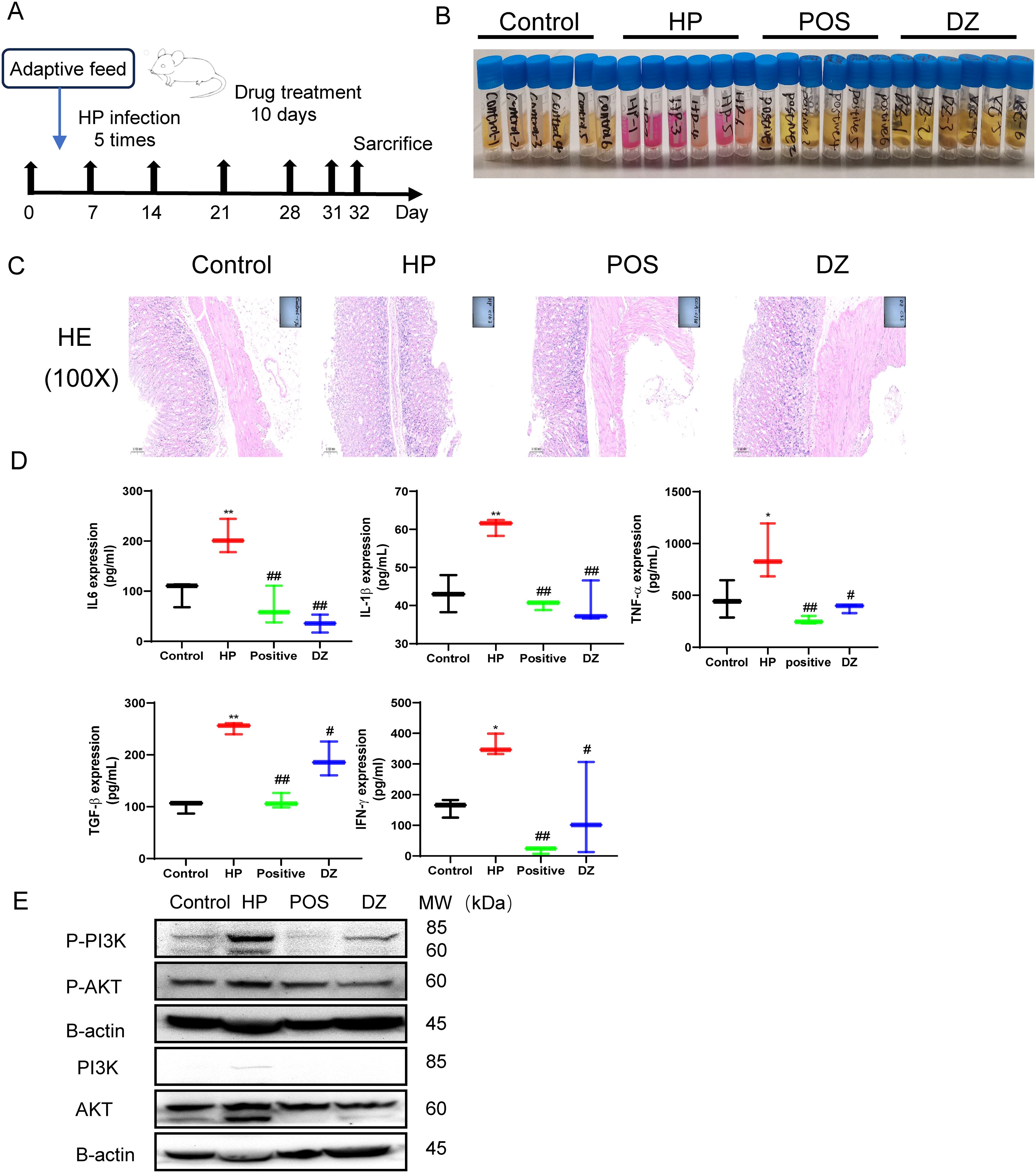 A: Timeline of the experiment showing adaptive feeding, Helicobacter pylori (HP) infection, drug treatment, and sacrifice days. B: Test tubes categorized for Control, HP, POS, and DZ groups. C: Microscopic images at 100x magnification showing tissue samples from the Control, HP, POS, and DZ groups. D: Bar graphs presenting expression levels of IL6, IL-1β, TNF-α, TGF-β, and IFN-γ across the four groups. E: Western blot images showing expression of P-PI3K, P-AKT, and B-actin in Control, HP, POS, and DZ groups, alongside molecular weight markers.