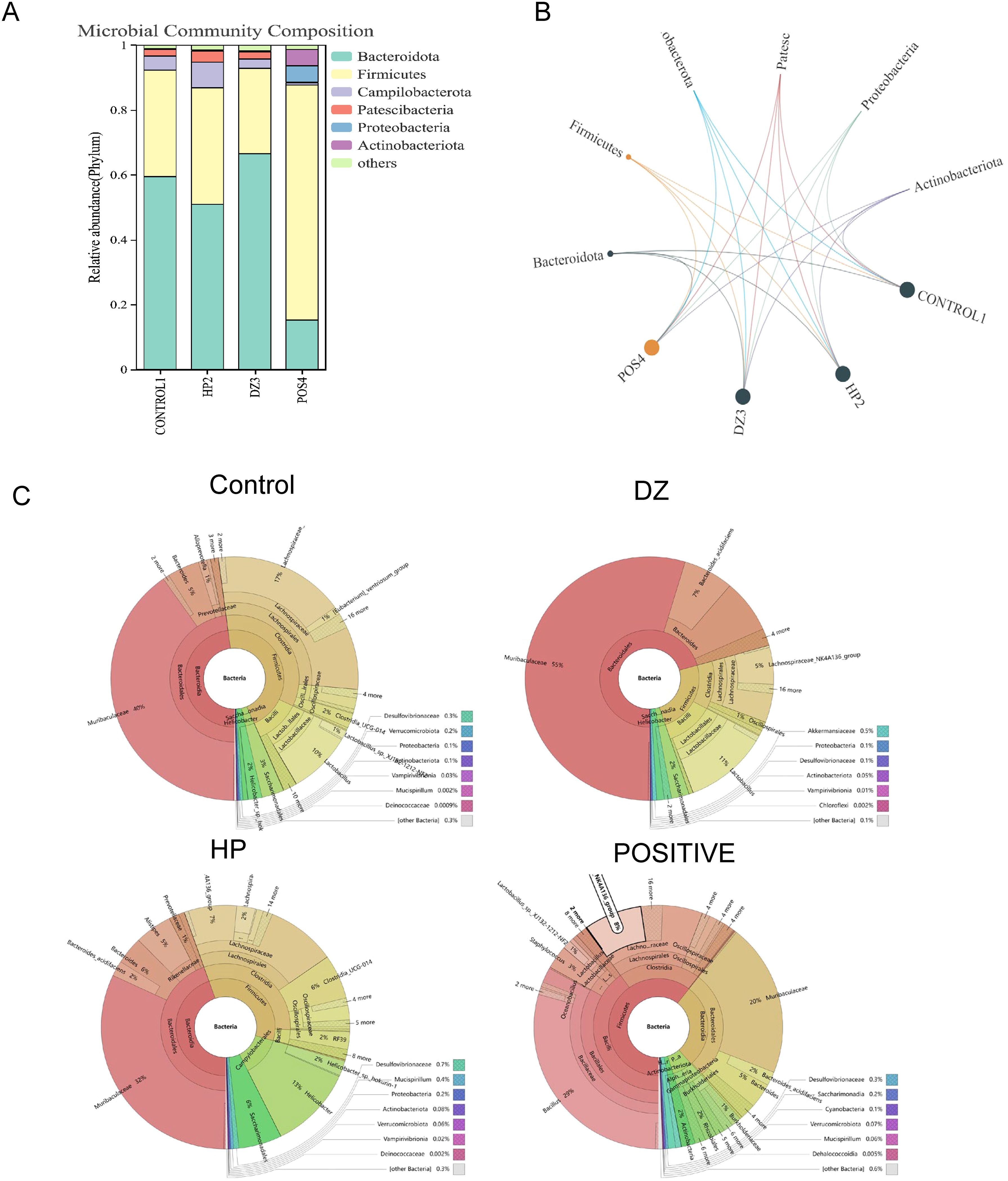 Panel A shows a bar chart of microbial community composition across four groups: CONTROL1, HP2, DZ2, and POS4, with taxa including Bacteroidota, Firmicutes, and others. Panel B is a network diagram displaying connections between bacterial phyla and groups. Panel C contains four circular phylogenetic trees (Control, DZ, HP, Positive) illustrating the proportional representation of bacterial taxa, identifying major groups like Bacteroidota and Firmicutes.